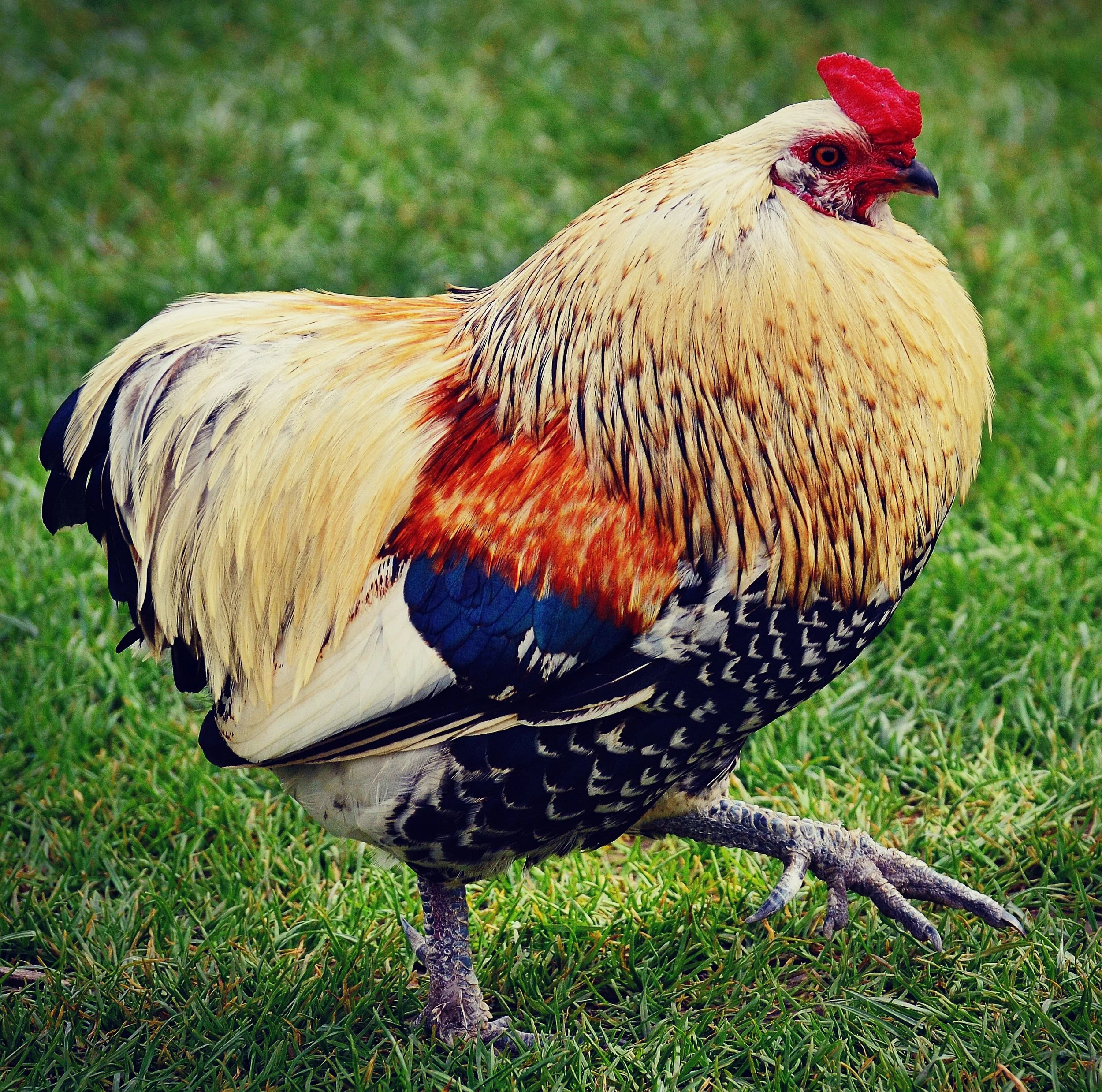 Rooster-1