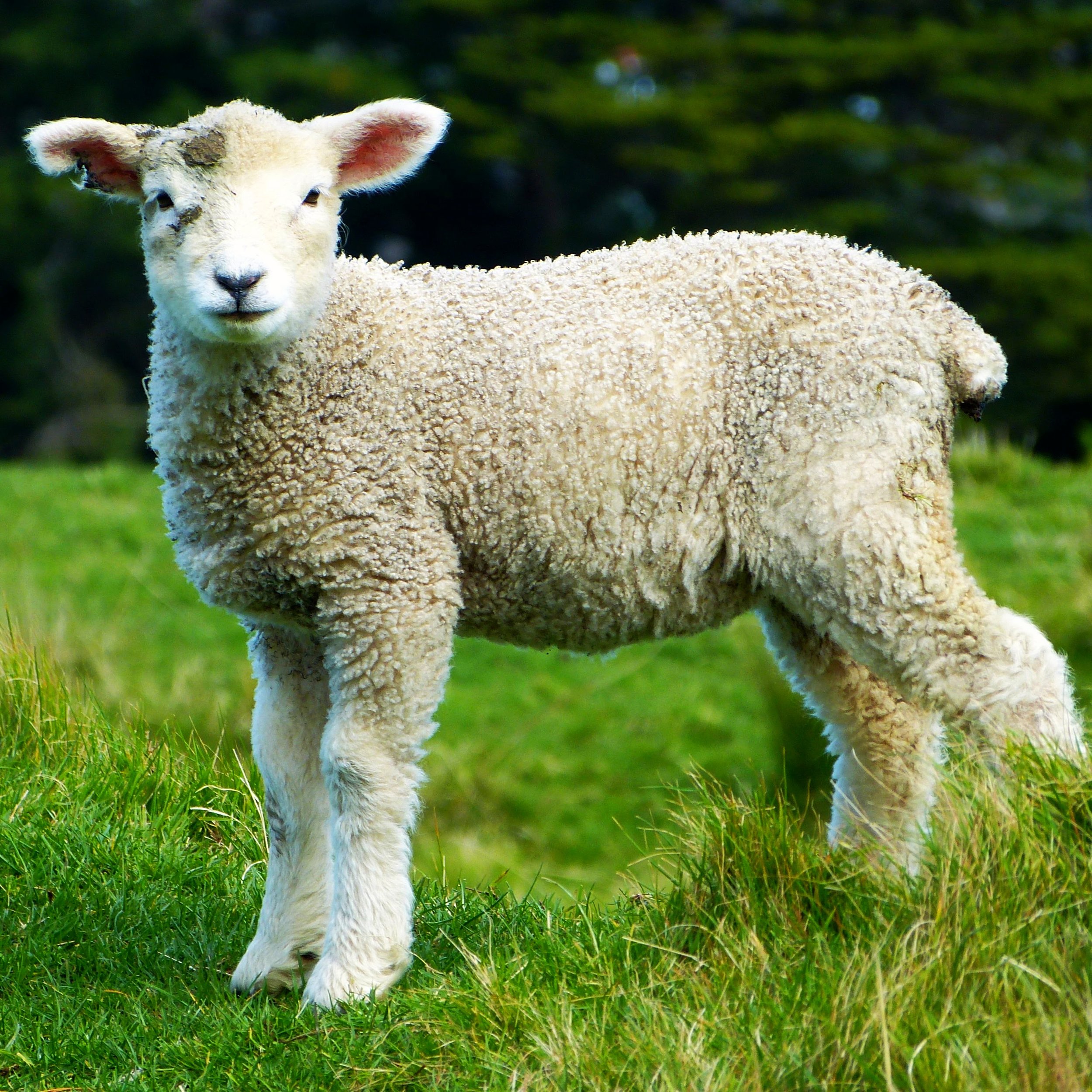 Sheep-11