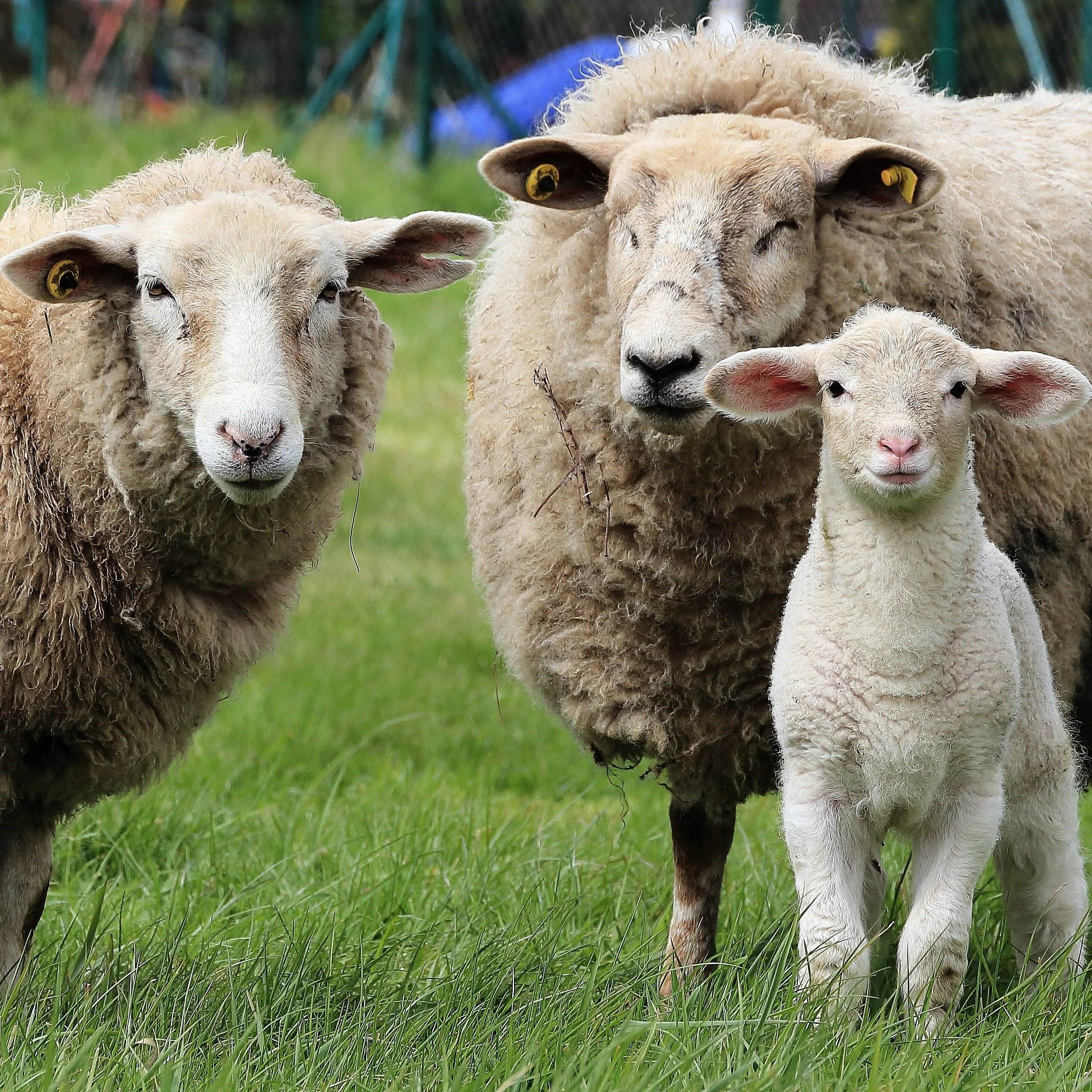 Sheep-10