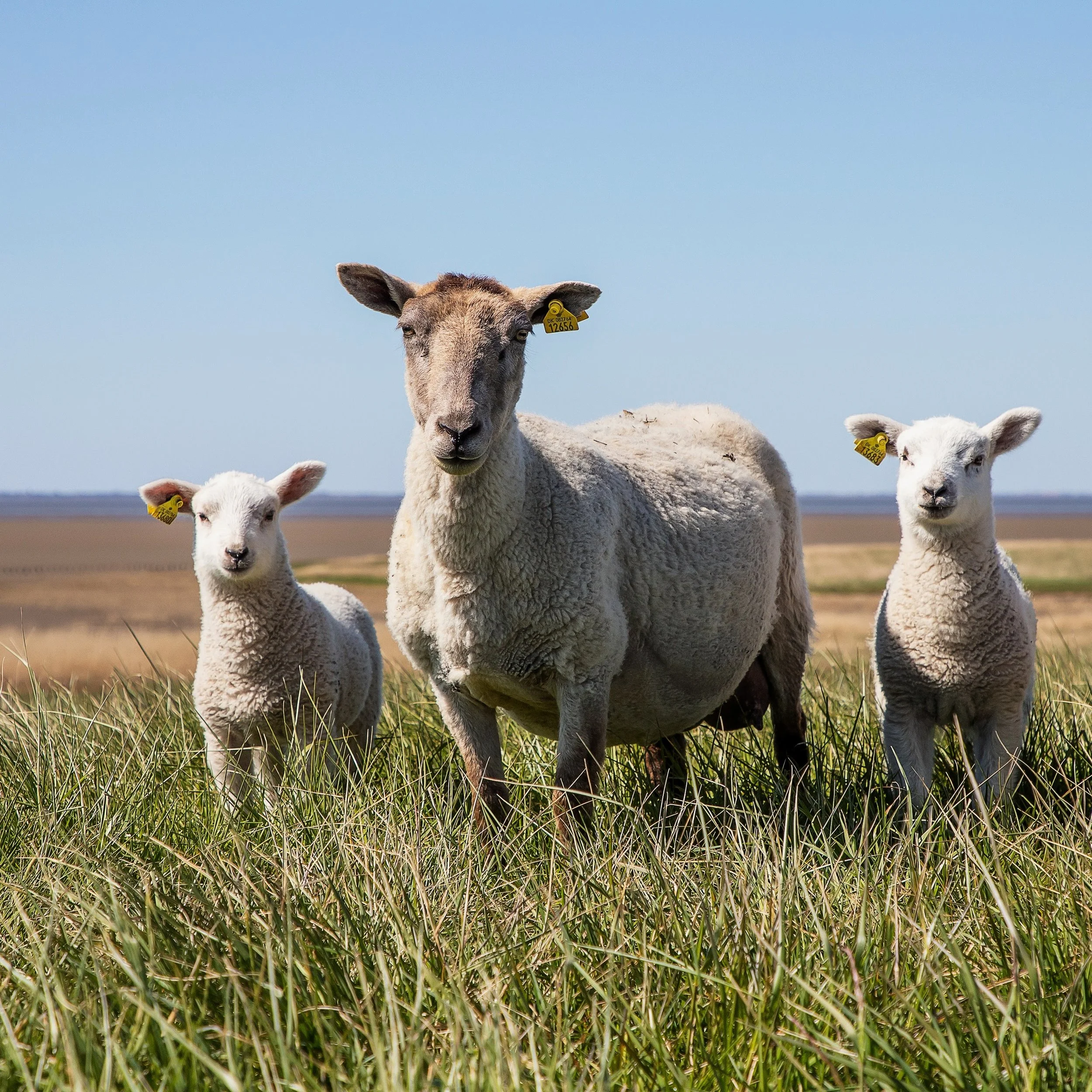 Sheep-9