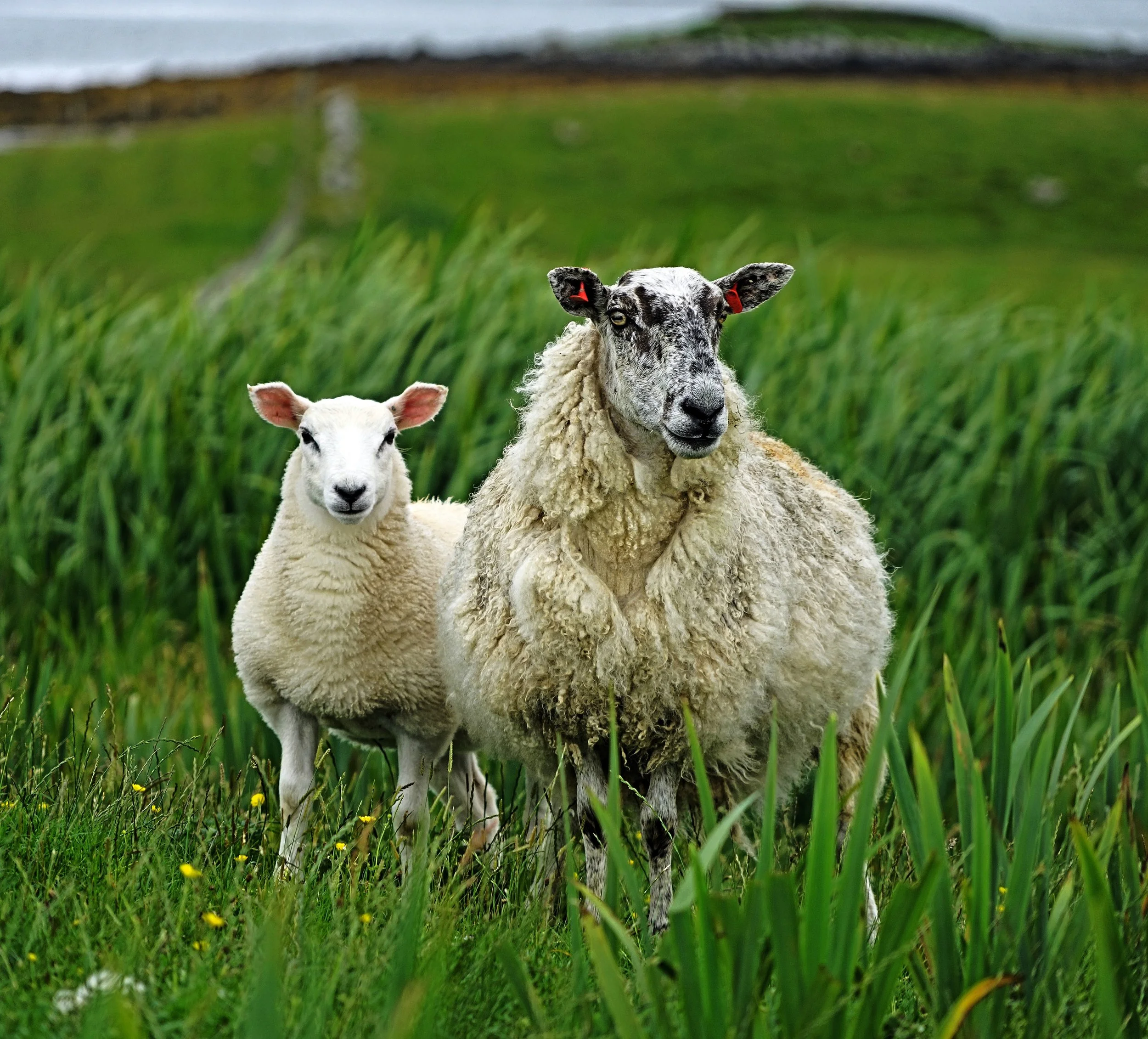 Sheep-8