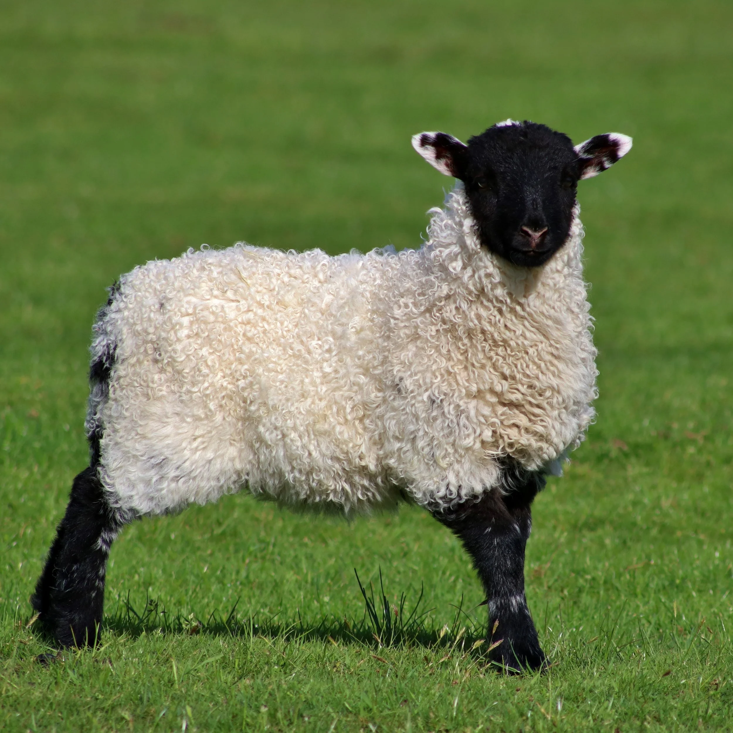 Sheep-5