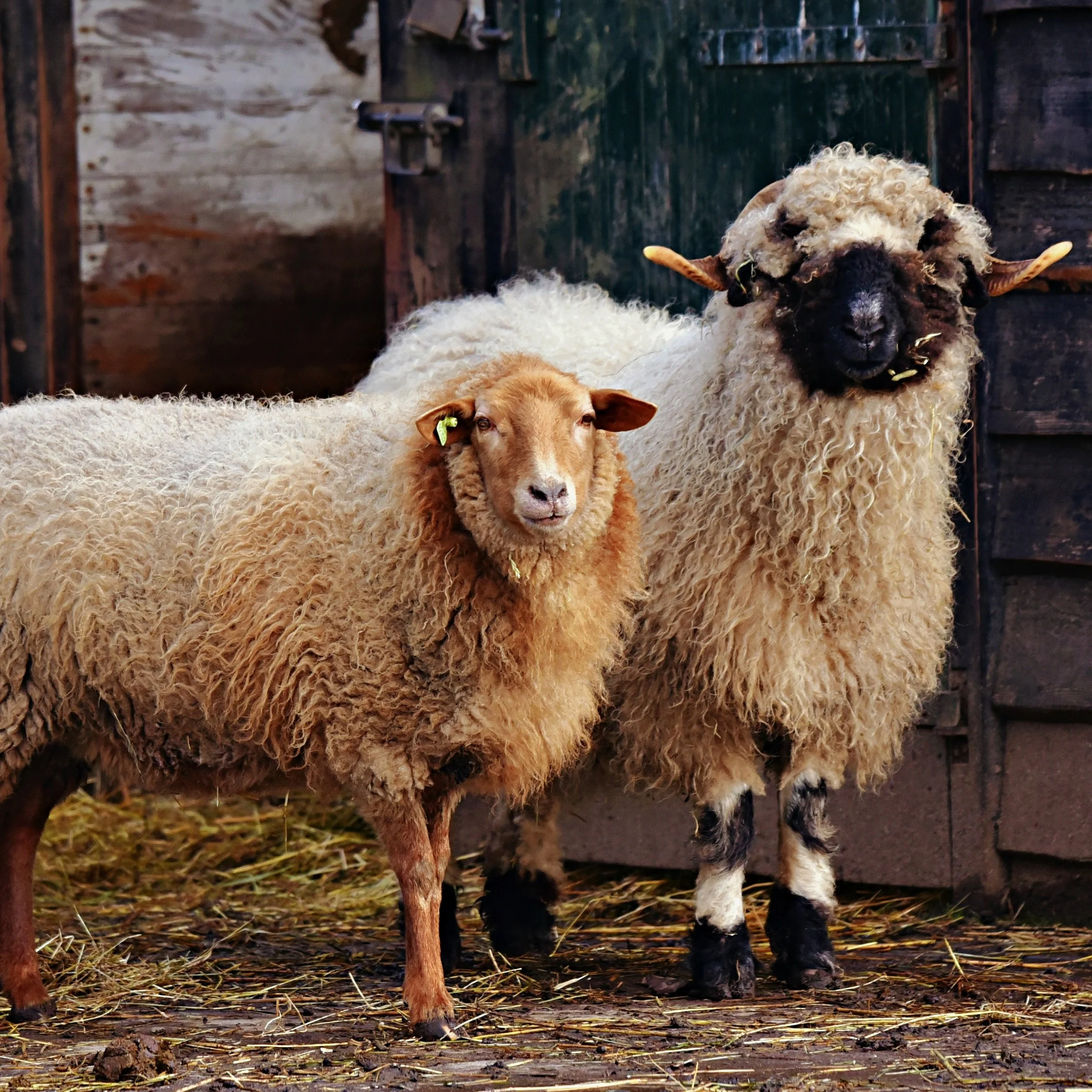 Sheep-7