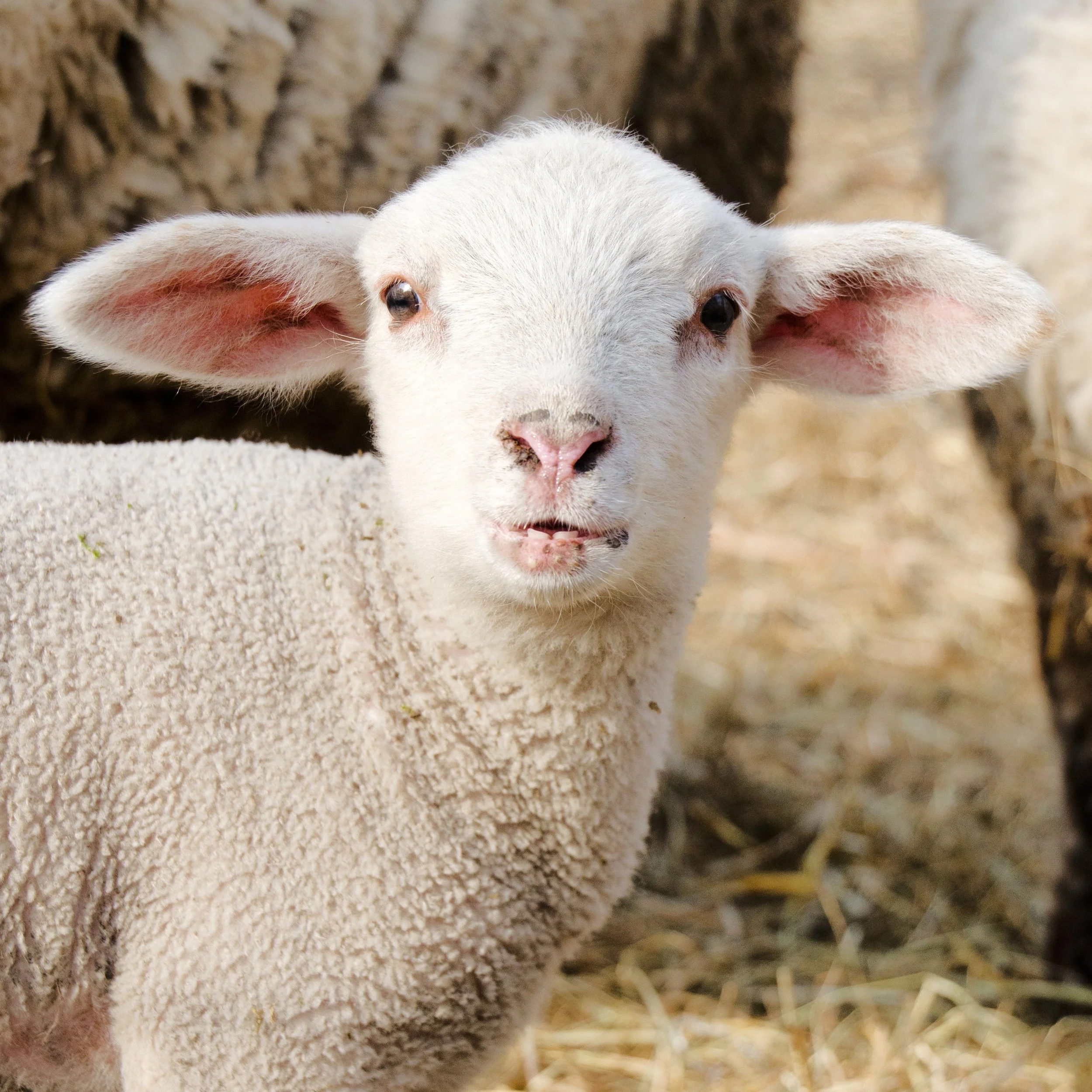 Sheep-6