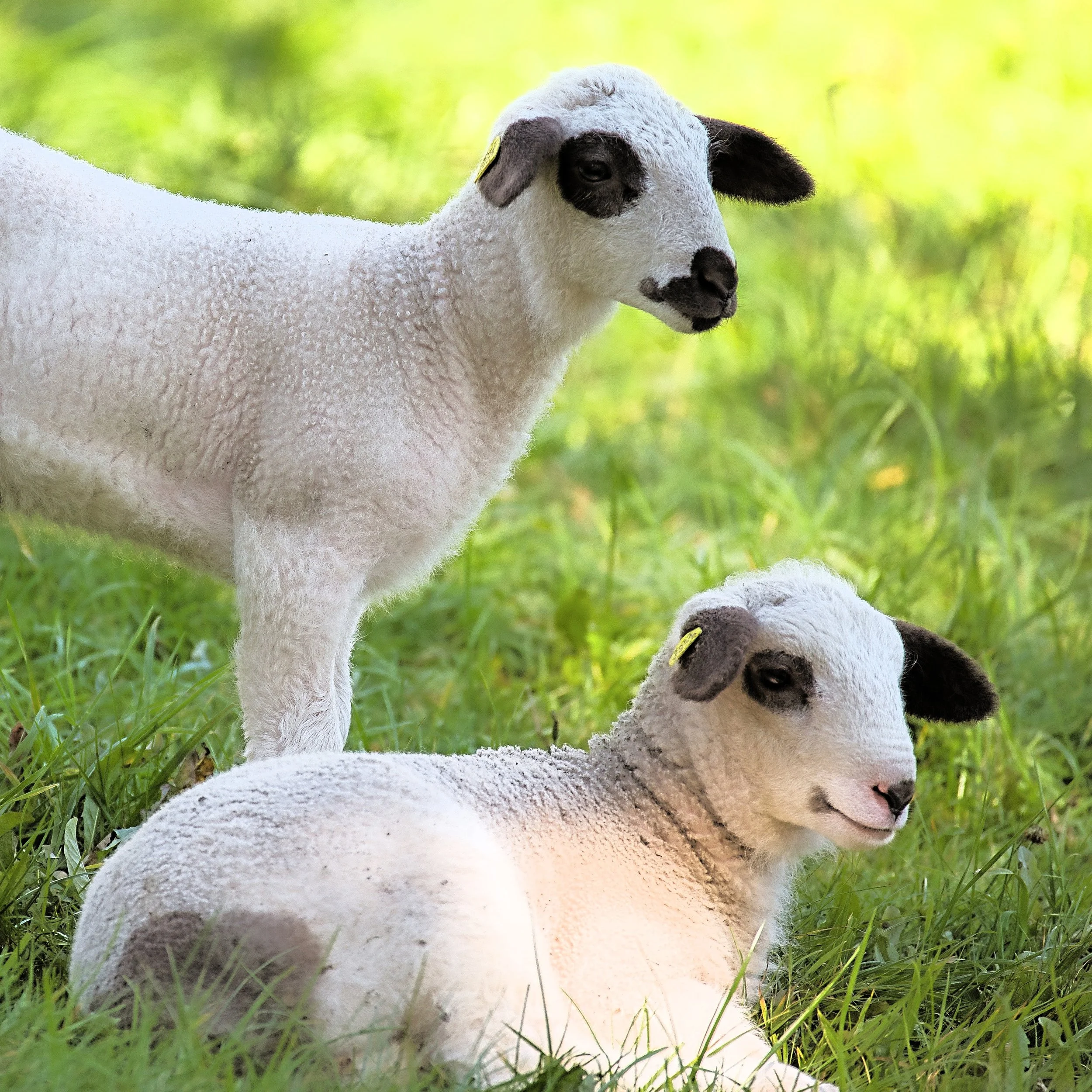 Sheep-4