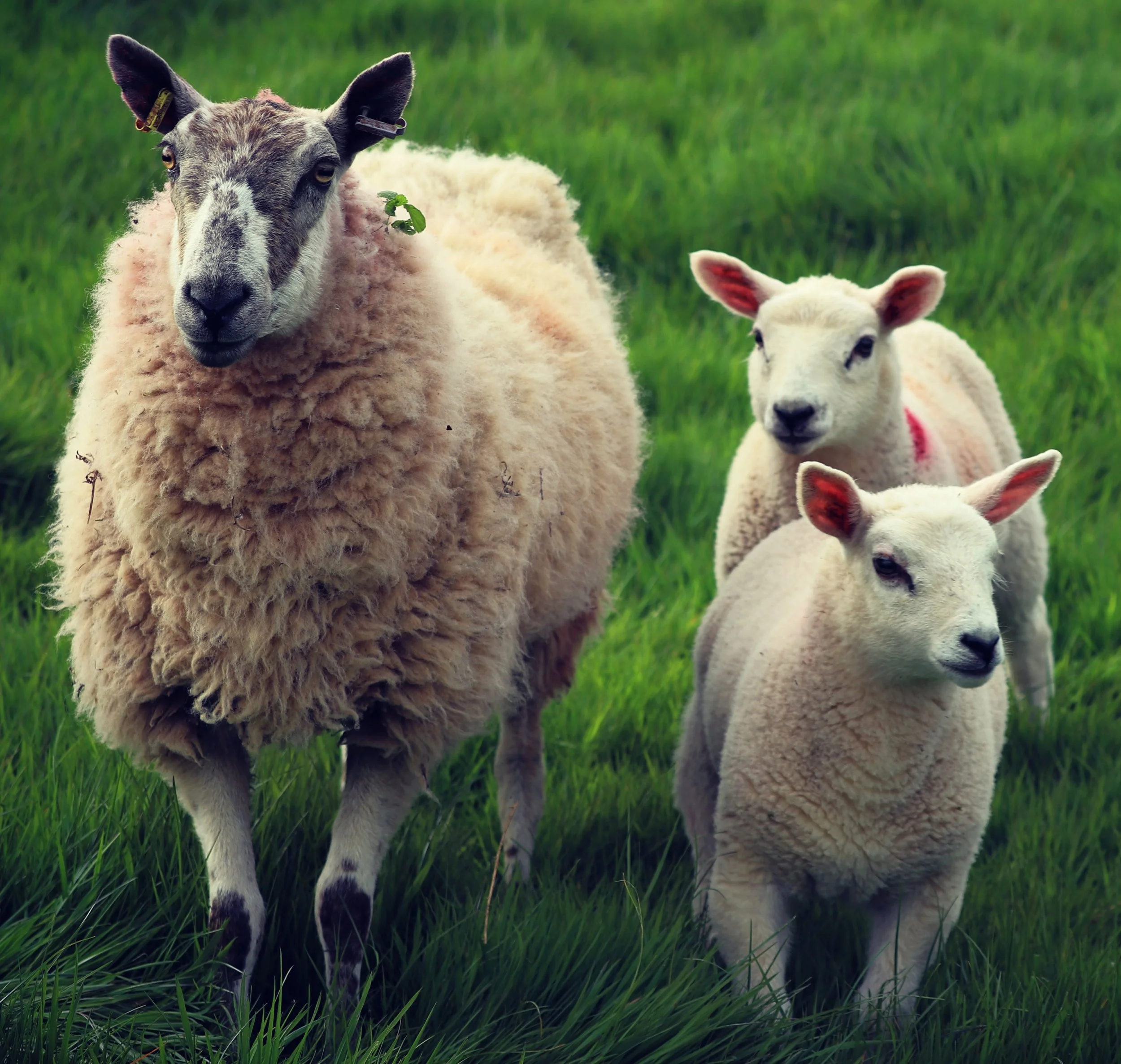 Sheep-3