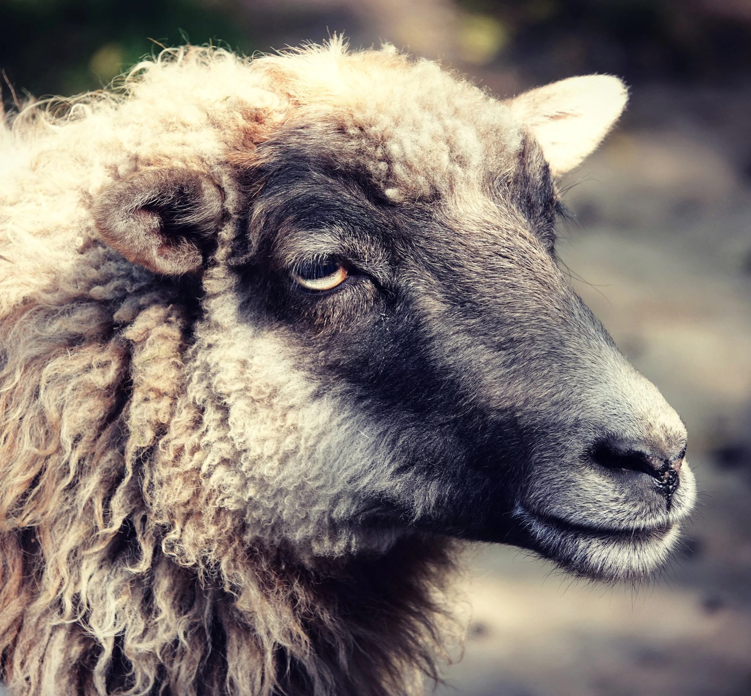 Sheep-2