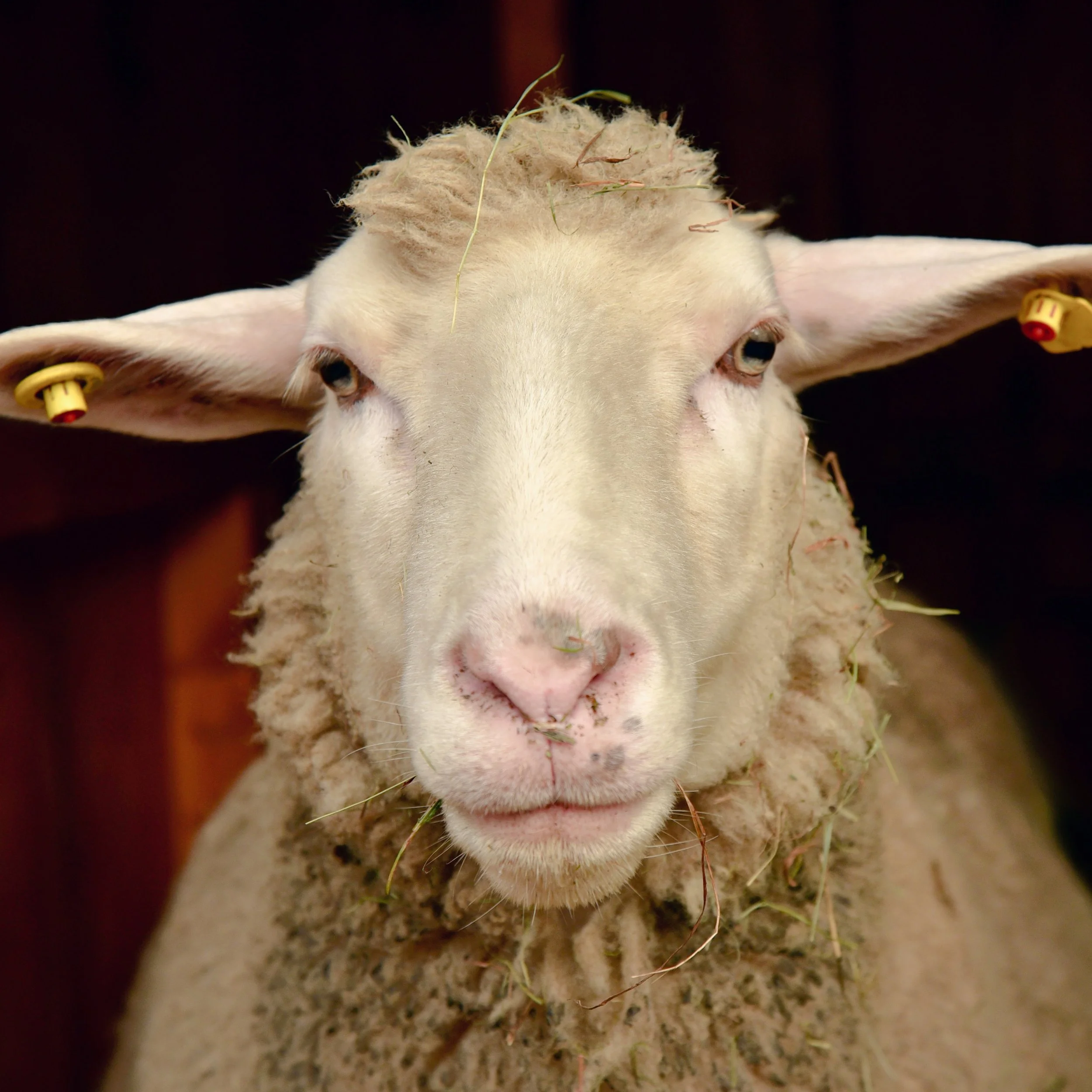 Sheep-1