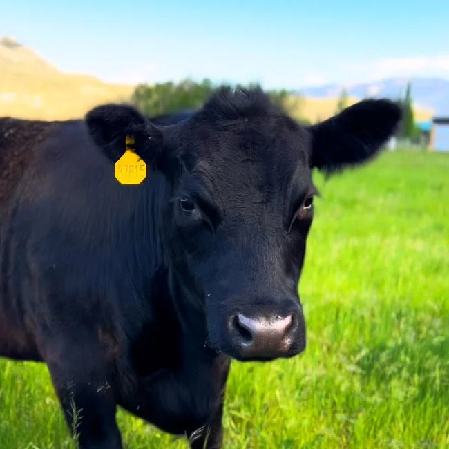 Cattle-7