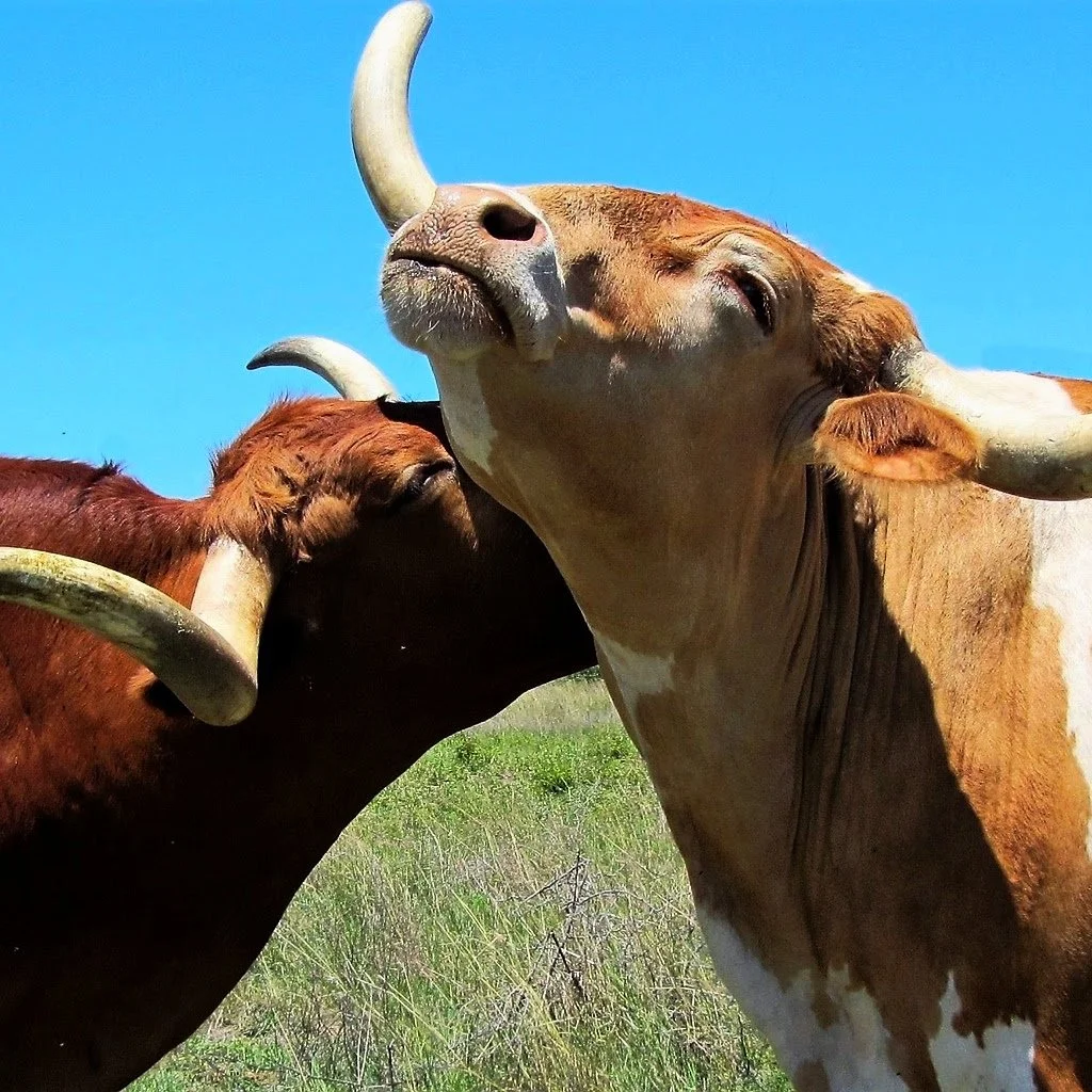 Cattle-8