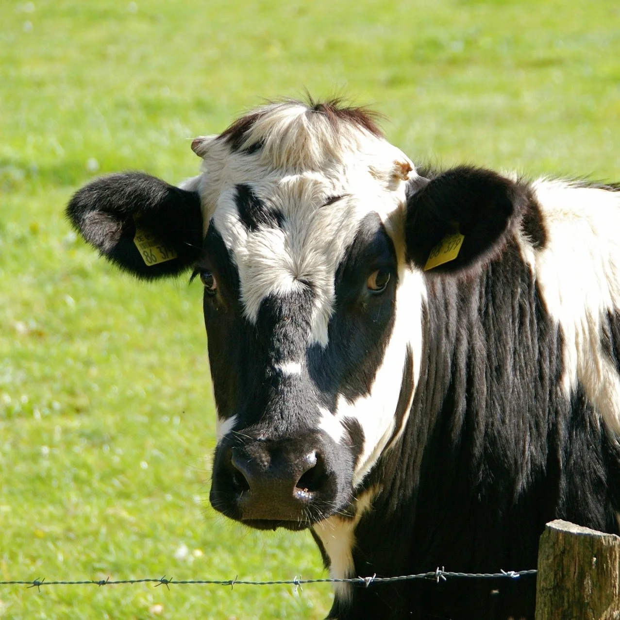 Cattle-11