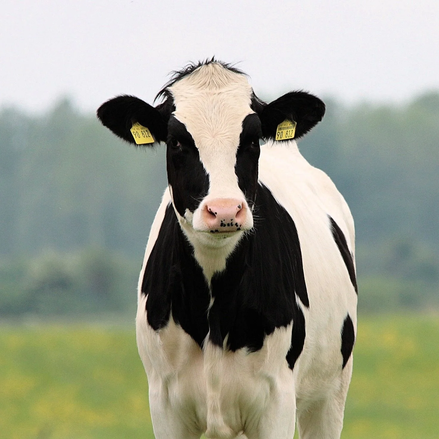 Cattle-13