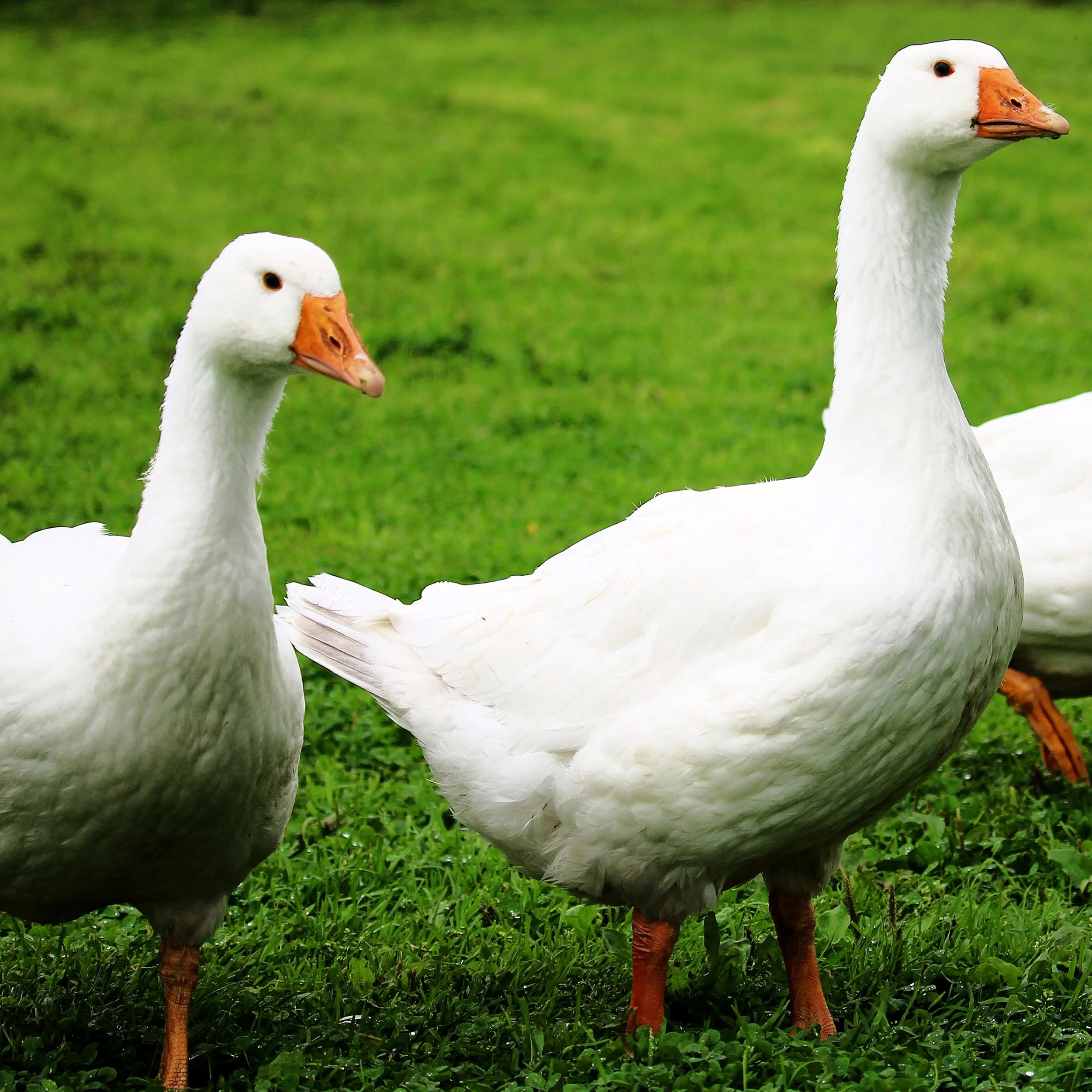 Goose-1