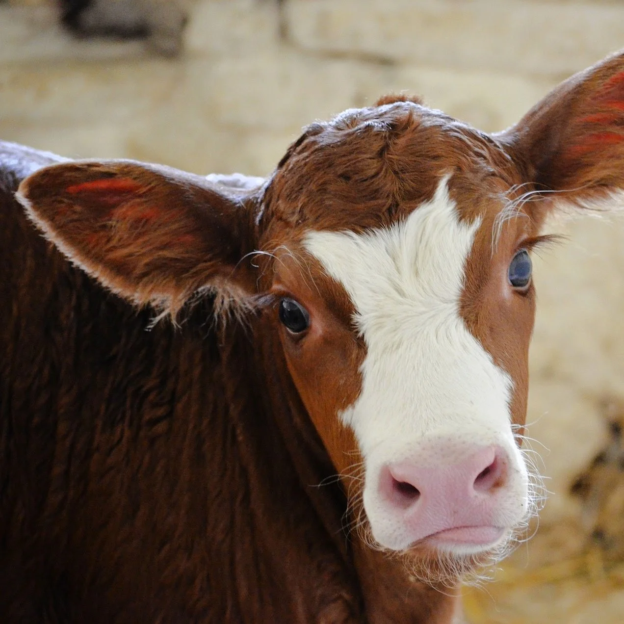 Cattle-12