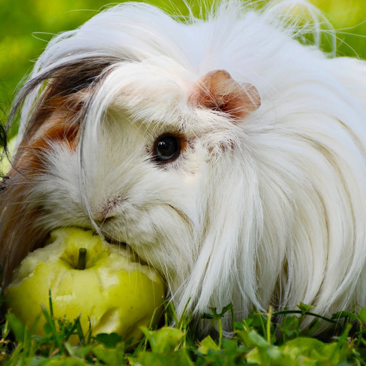 Guinea Pig-3