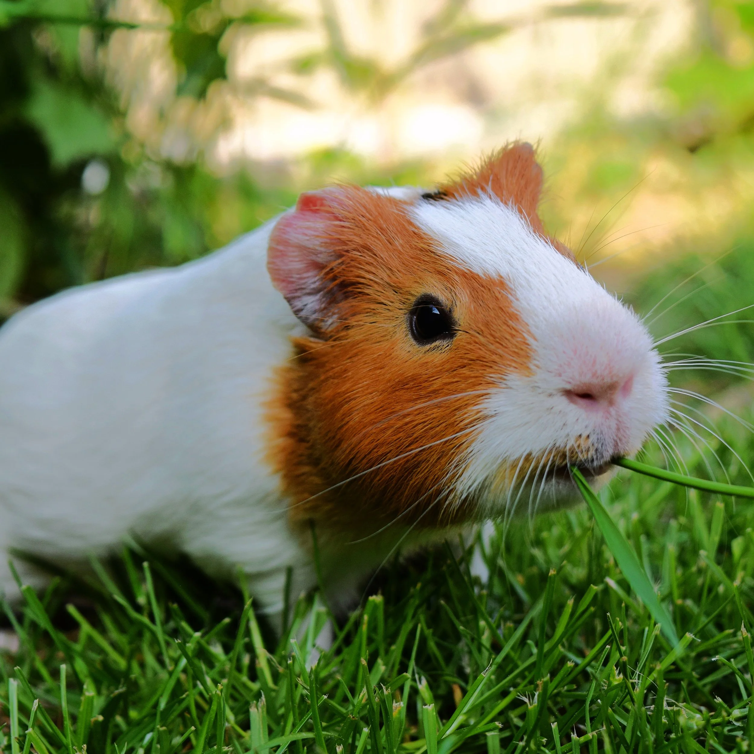 Guinea Pig-2