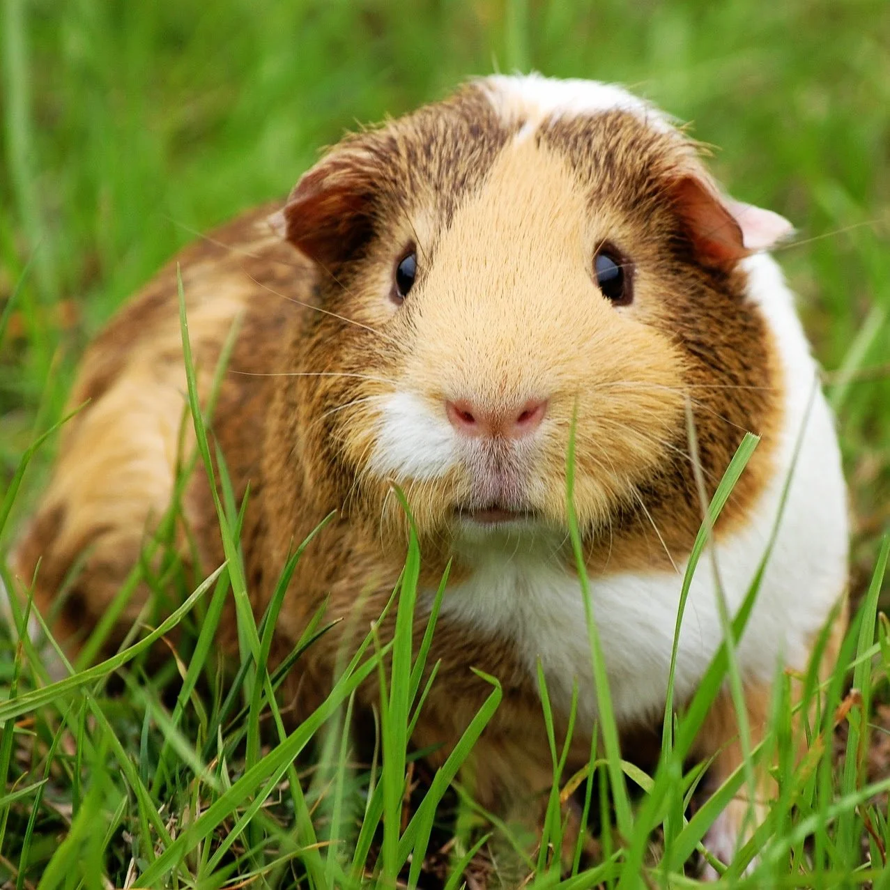 Guinea Pig-7