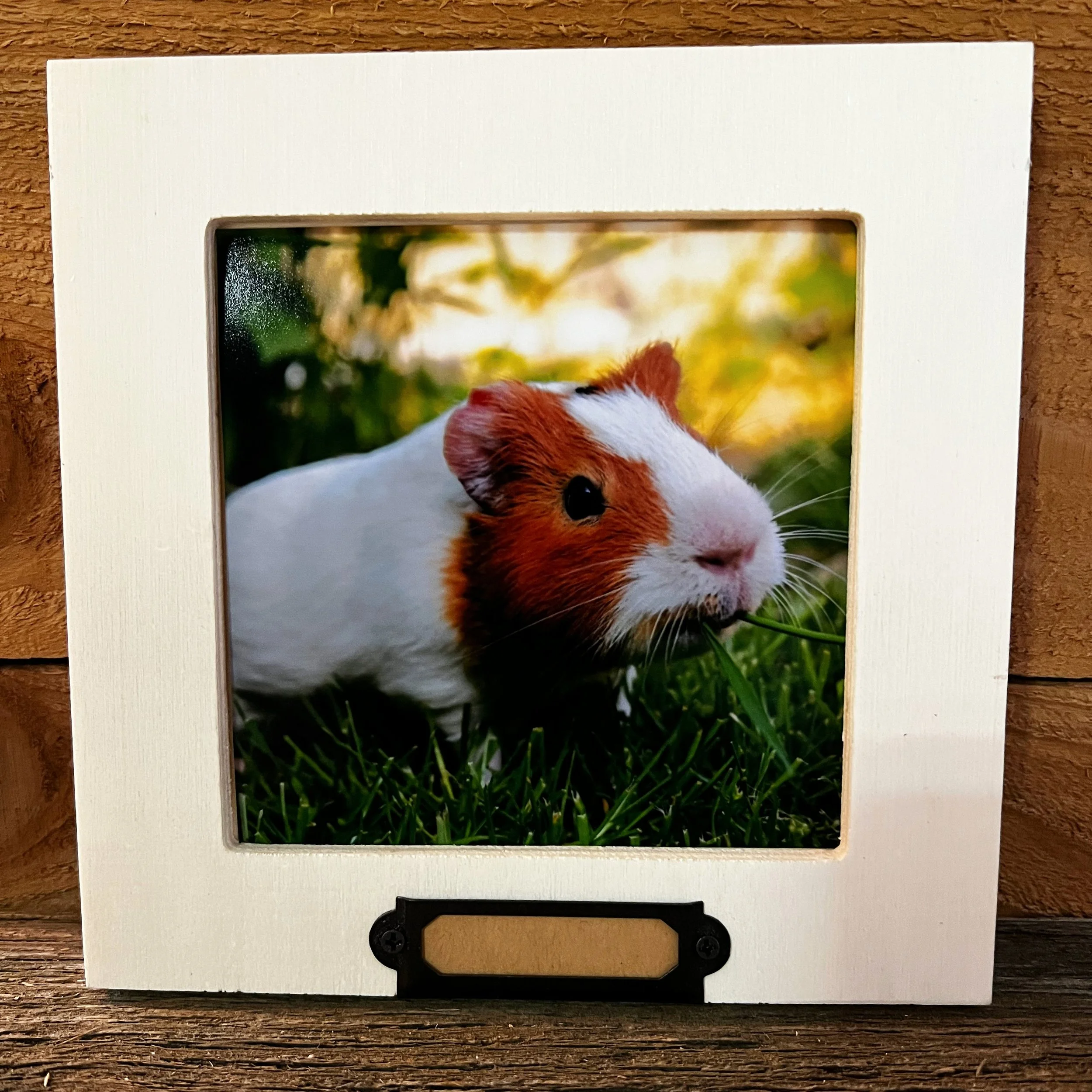 2GuineaPigN.jpeg