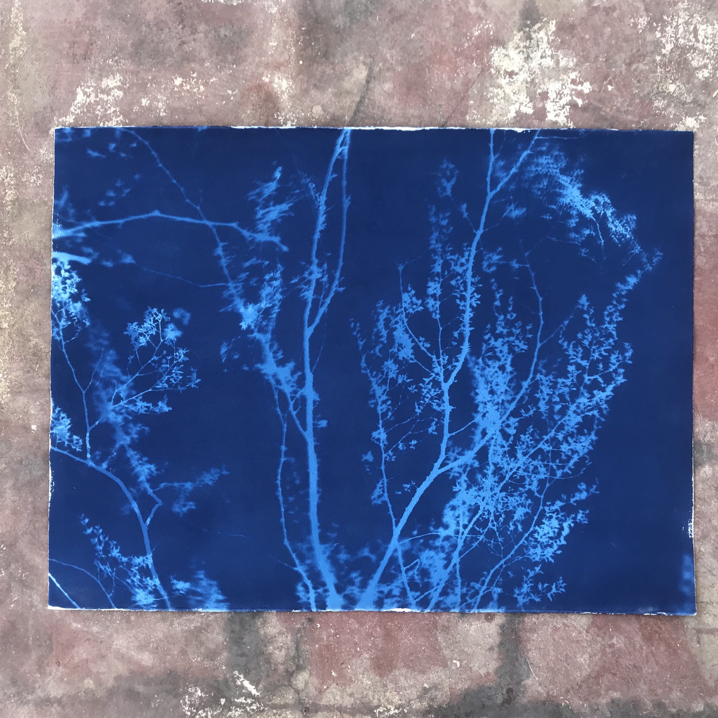 Available at Marfa Open Arts: Arbusto #2 – 22 x 30’’. Made in Big Bend, Texas, rinsed in the Rio Grande river.
