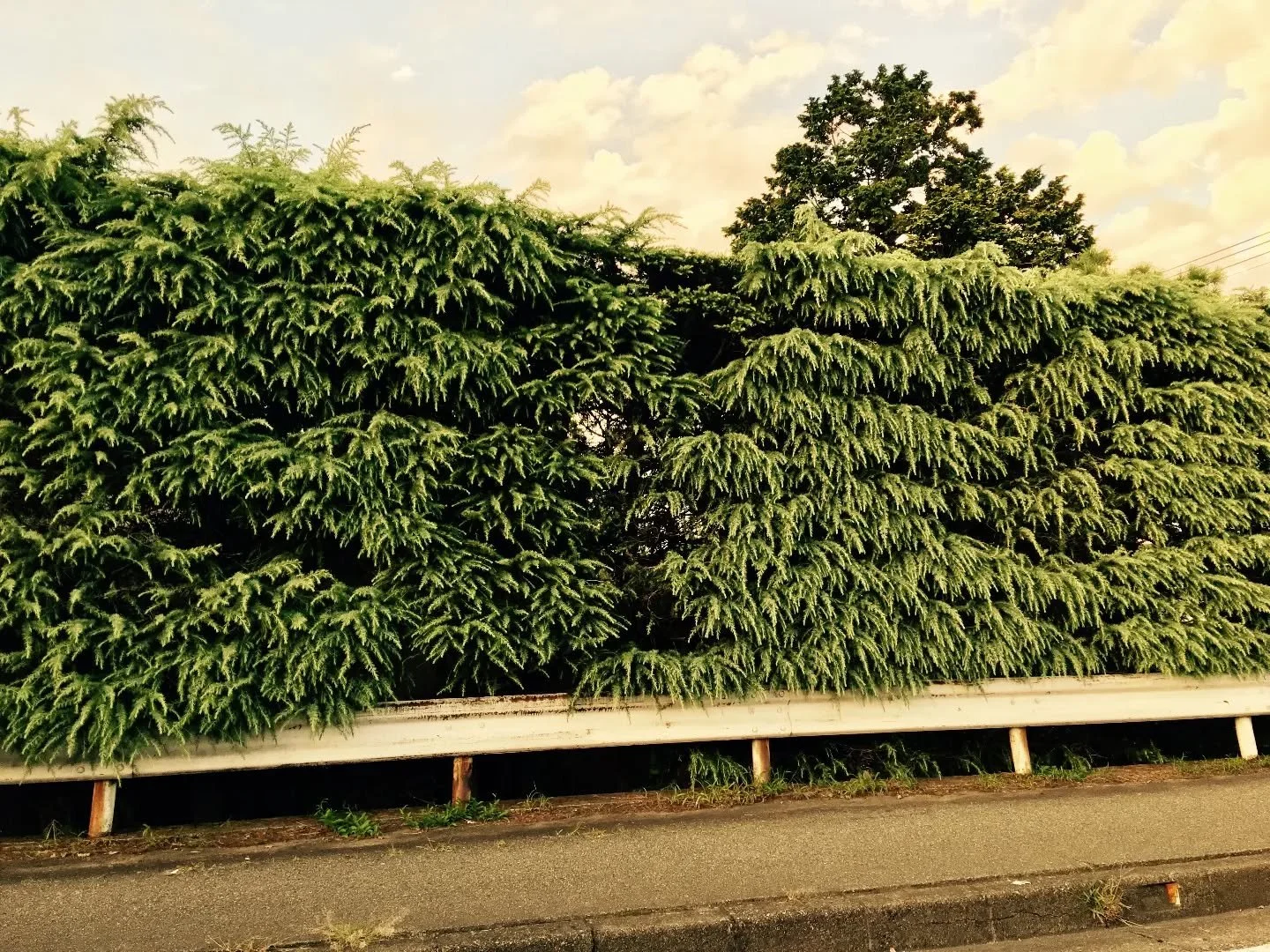 An interesting choice of species for a roadside hedge: Cedrus atlantica (Pinaceae) or Atlas cedar
.
.
.
.
.
.
.
#arboricareconsultants #treecare #treefelling #treeworker #treecutting #arboristsofinstagram #arb #consultancy #arboristlife #treeservice 