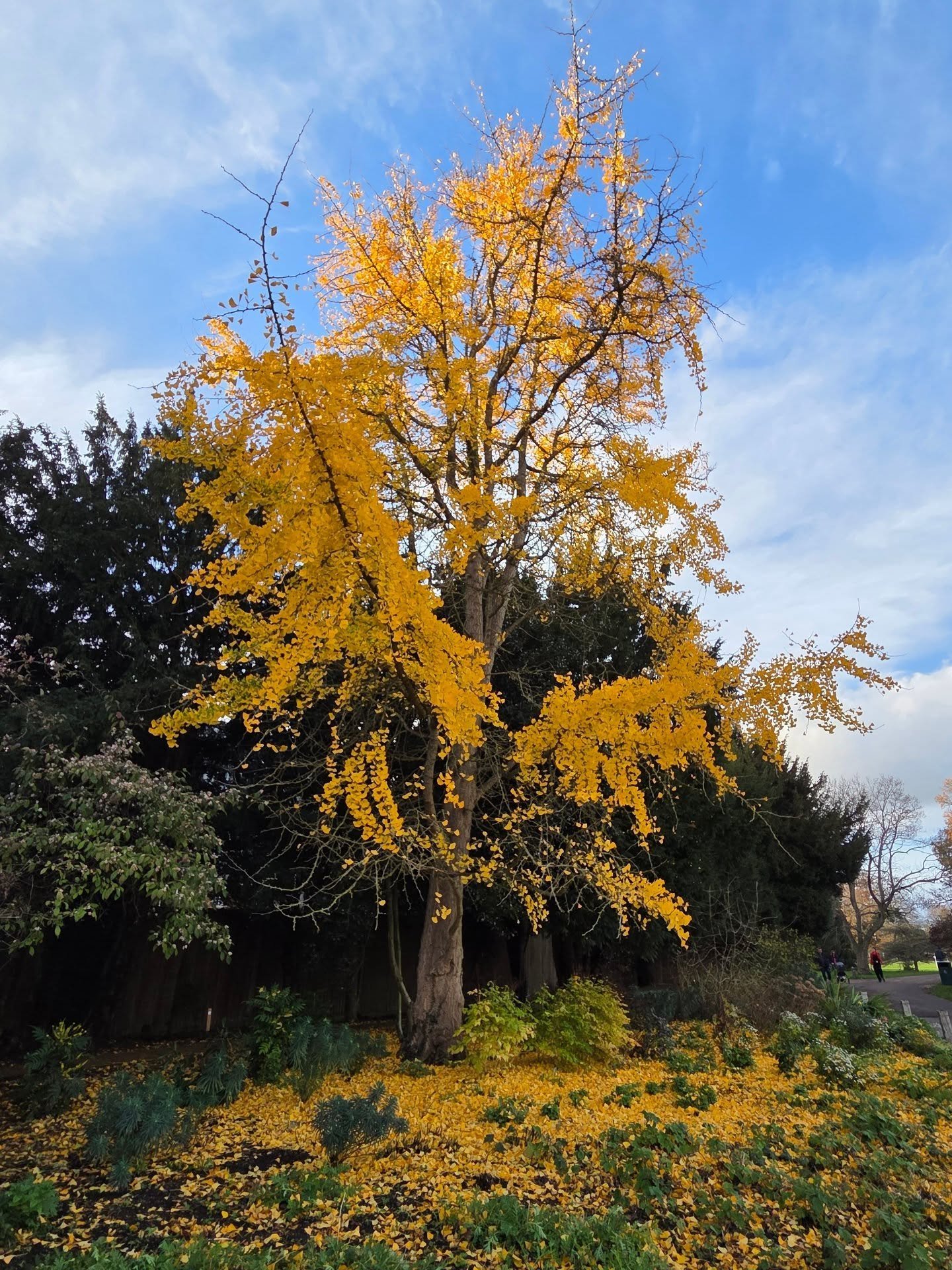 Ginkgo biloba putting on a wonderful autumnal display, brightening up borders in Oxford earlier this week!
.
.
.
.
.
.
.
#Arboriculture #TreeConsultancy #ArboriculturalConsultant #TreeSurvey #TreeSafety #TreeRiskAssessment #TreeConditionSurvey #BS583