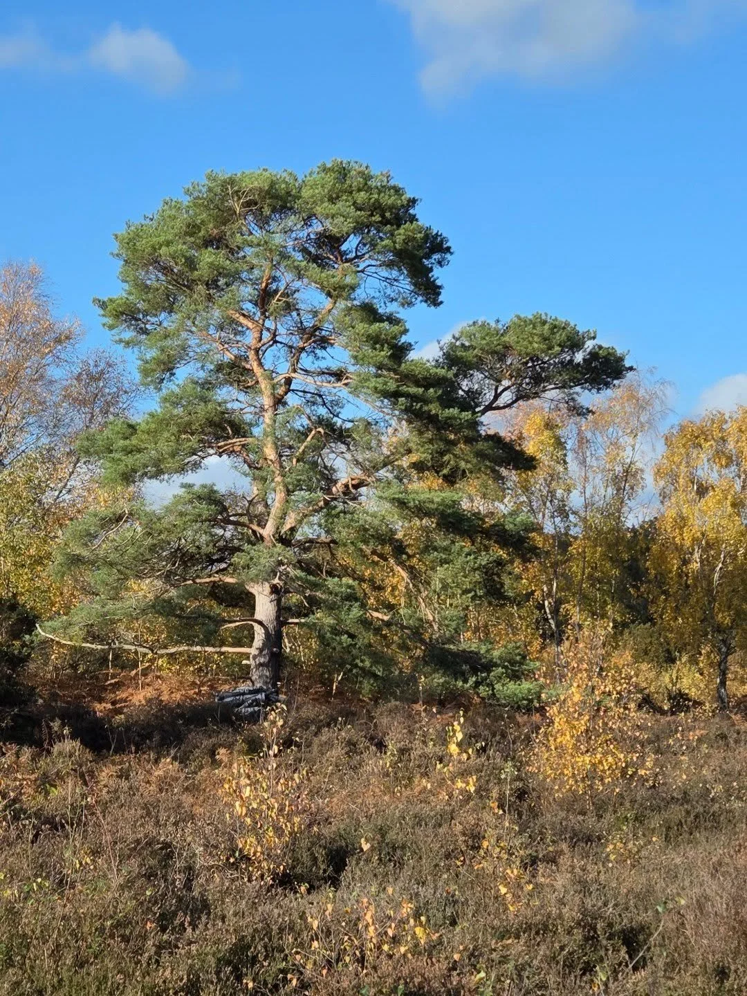 Scots pine (Pinus sylvestris) is the only truly native pine in the UK, and it forms some of Europe&rsquo;s oldest surviving woodlands, with individual trees in the Caledonian Forest reaching well over 300&ndash;400 years old.
.
.
.
.
.
.
.
#Arboricul