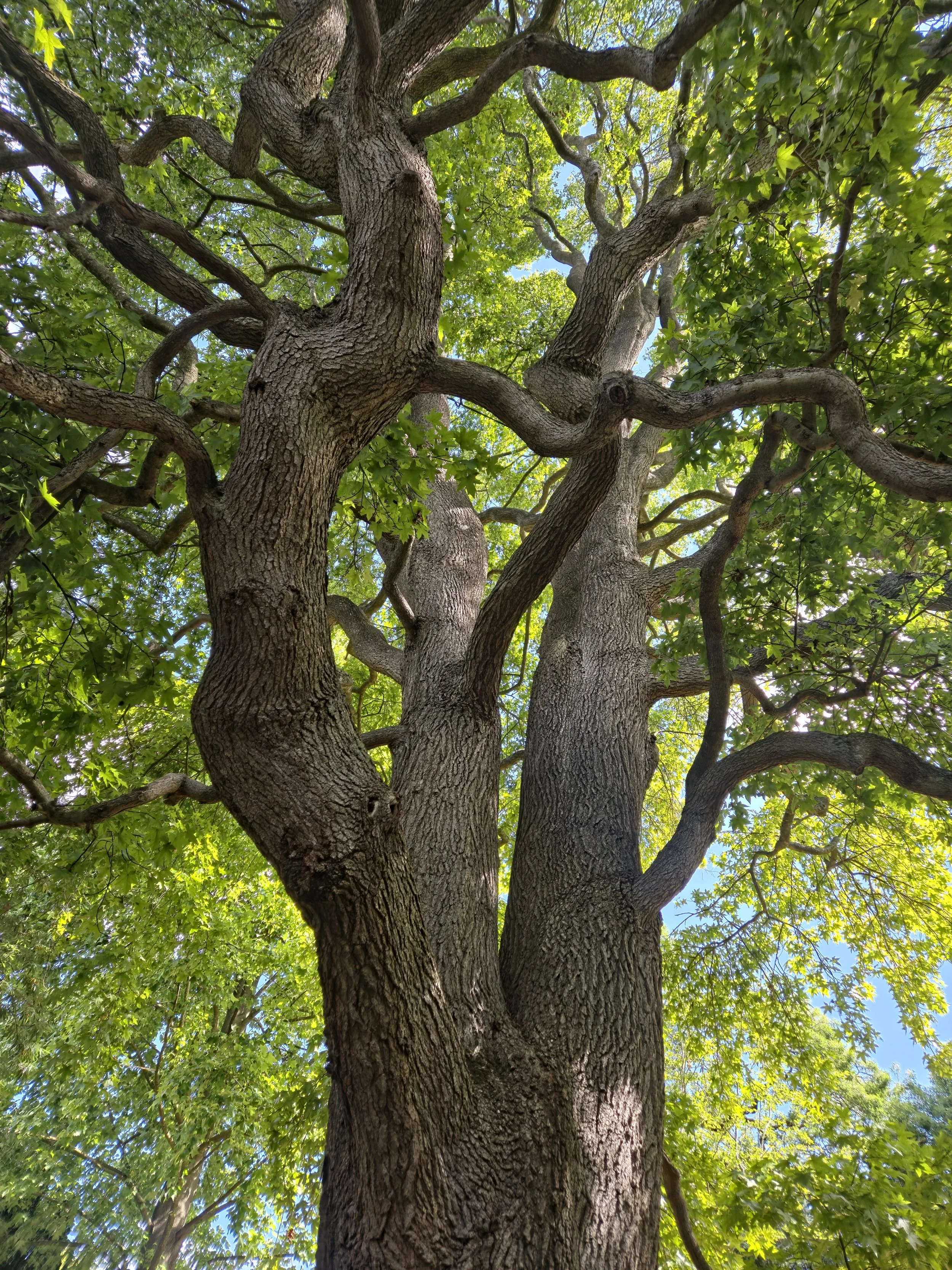 Looking up at a large tree with textured bark and green leaves against a clear blue sky.
