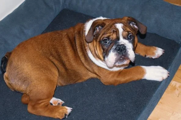 that is a good looking dog.jpeg