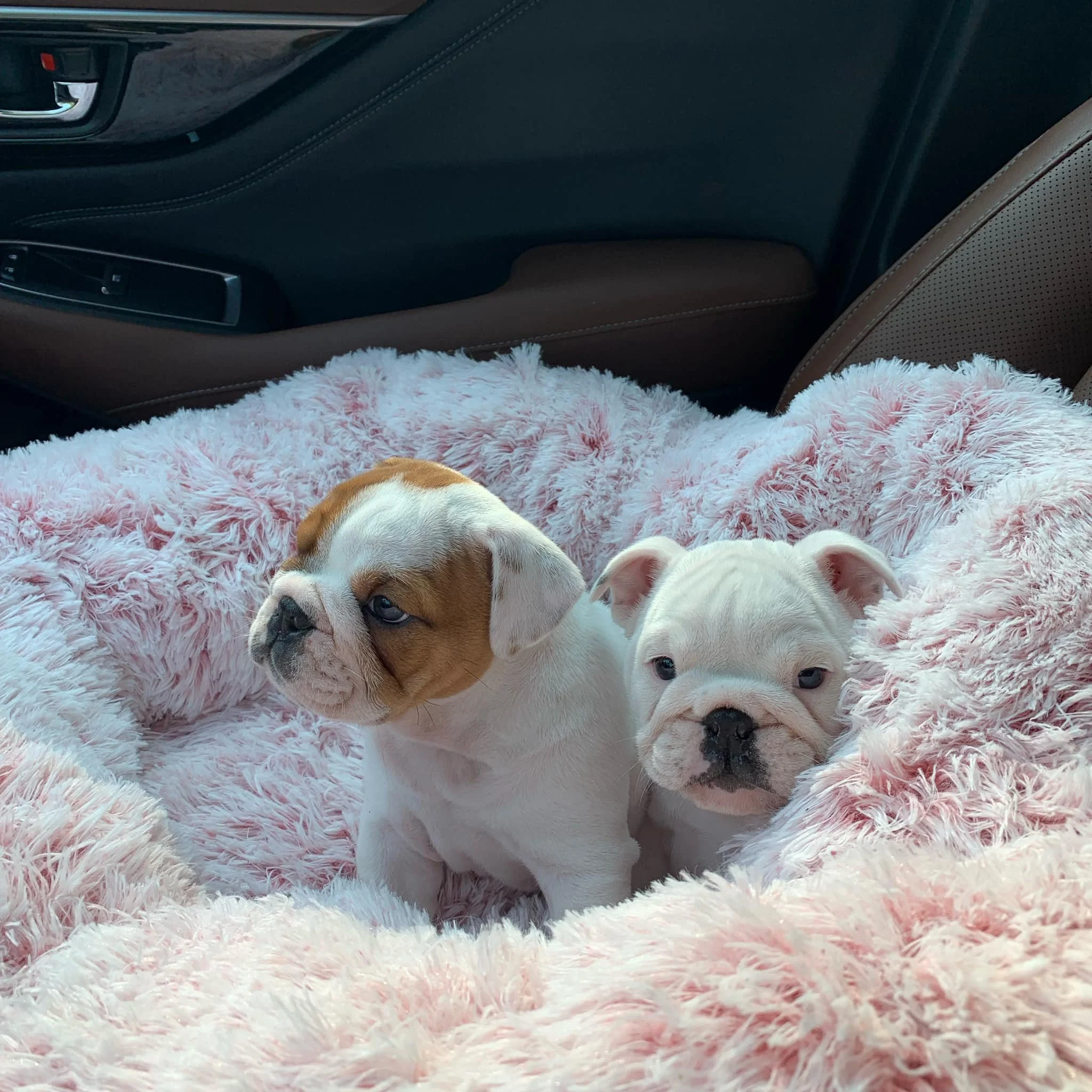 two cute pups in the car.jpeg