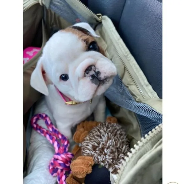 cute englsih bulldog.jpeg