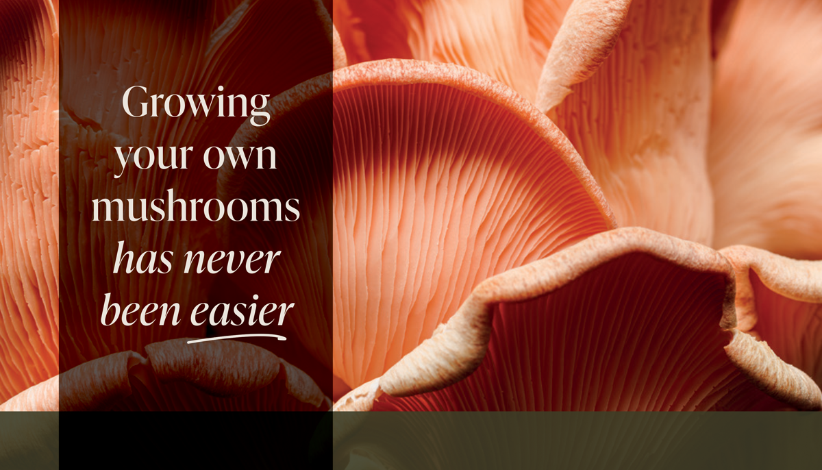 2023-MYC-002A-Mycology-Alchemy-Business-Card-v2-2.png
