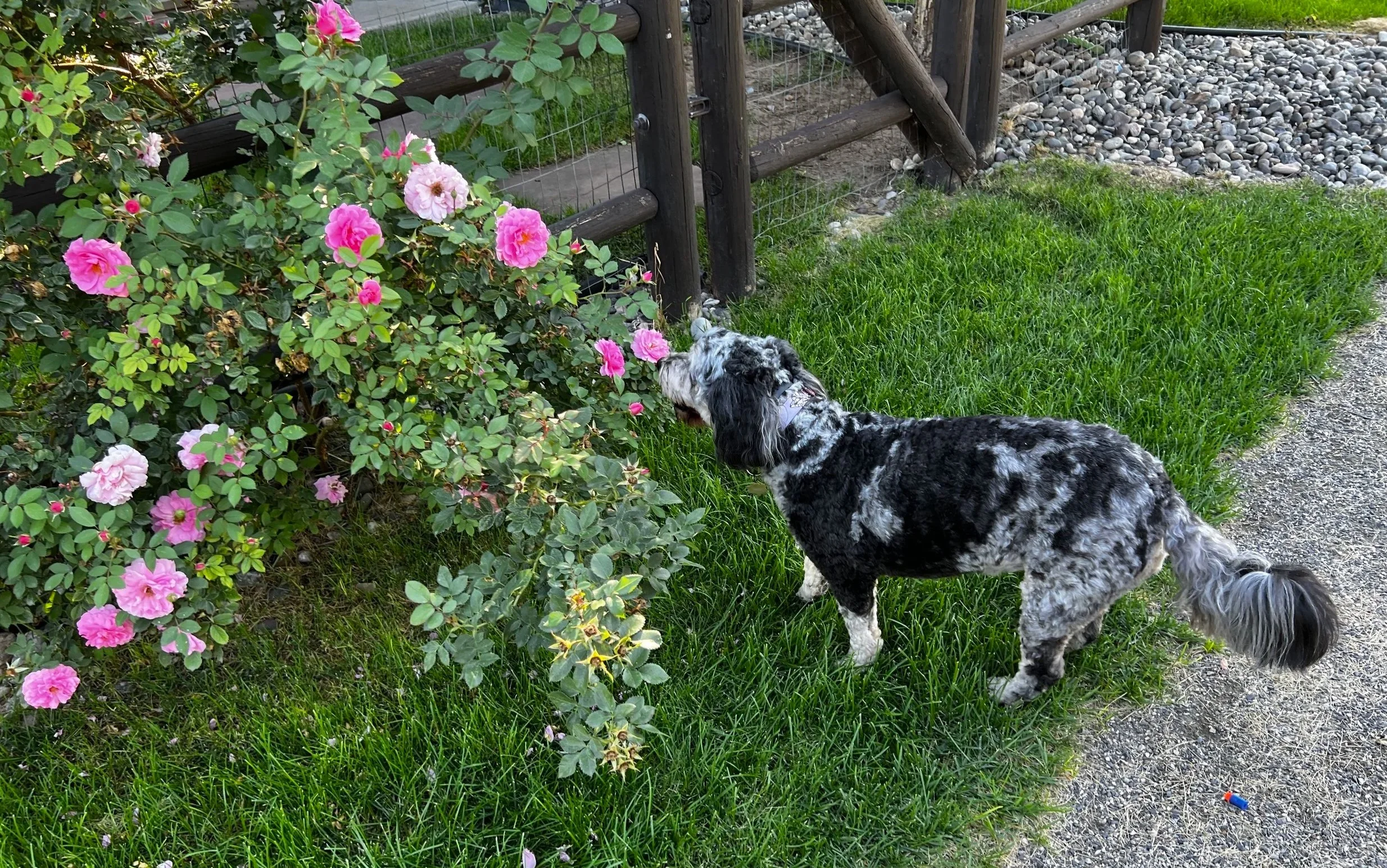 Stopping to Smell the Roses
