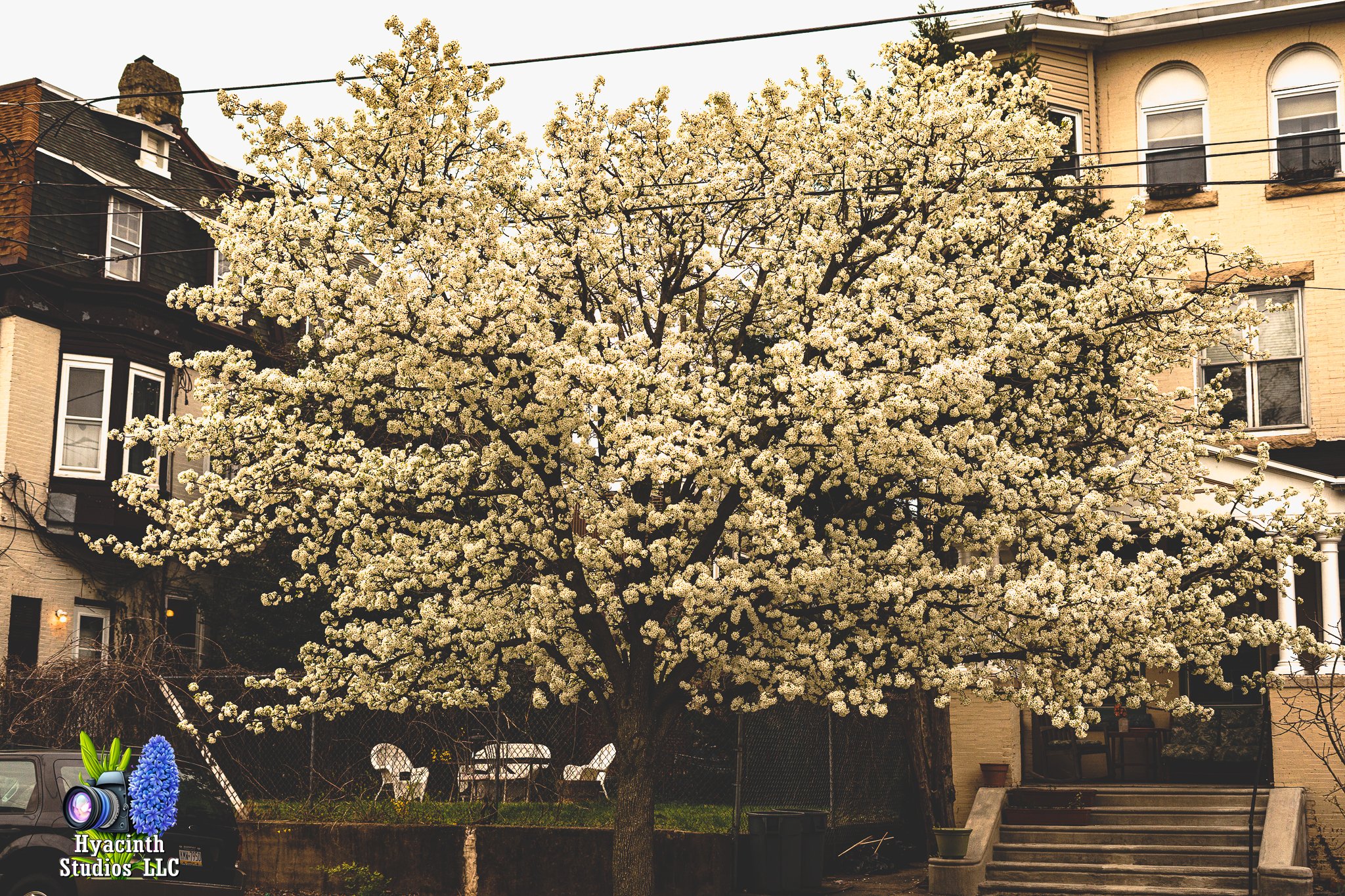 hyacinthstudiosllc-bronxphotowalk-springhill-19.jpg