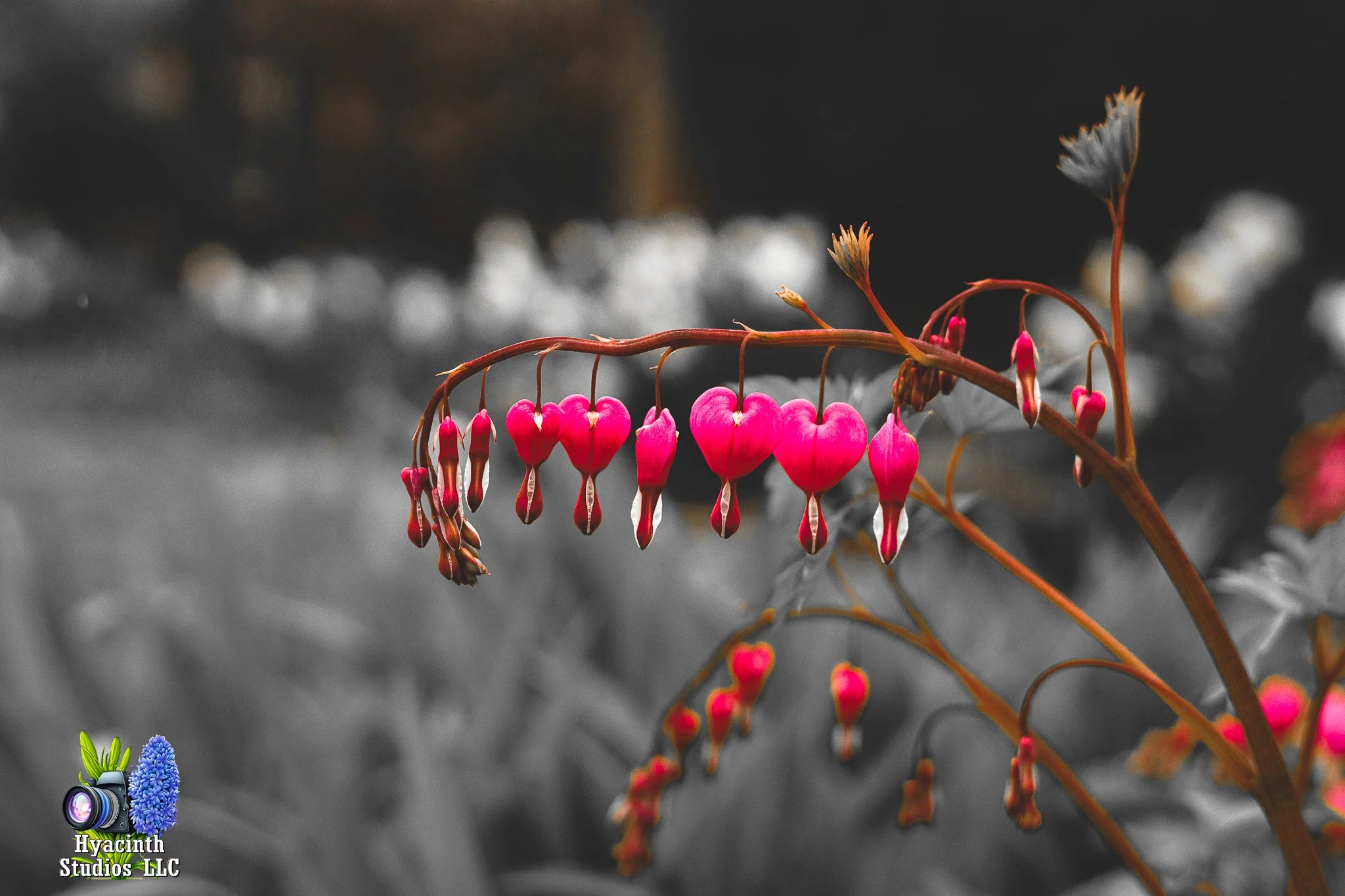 hyacinthstudiosllc-bronxphotowalk-springhill-34.jpg