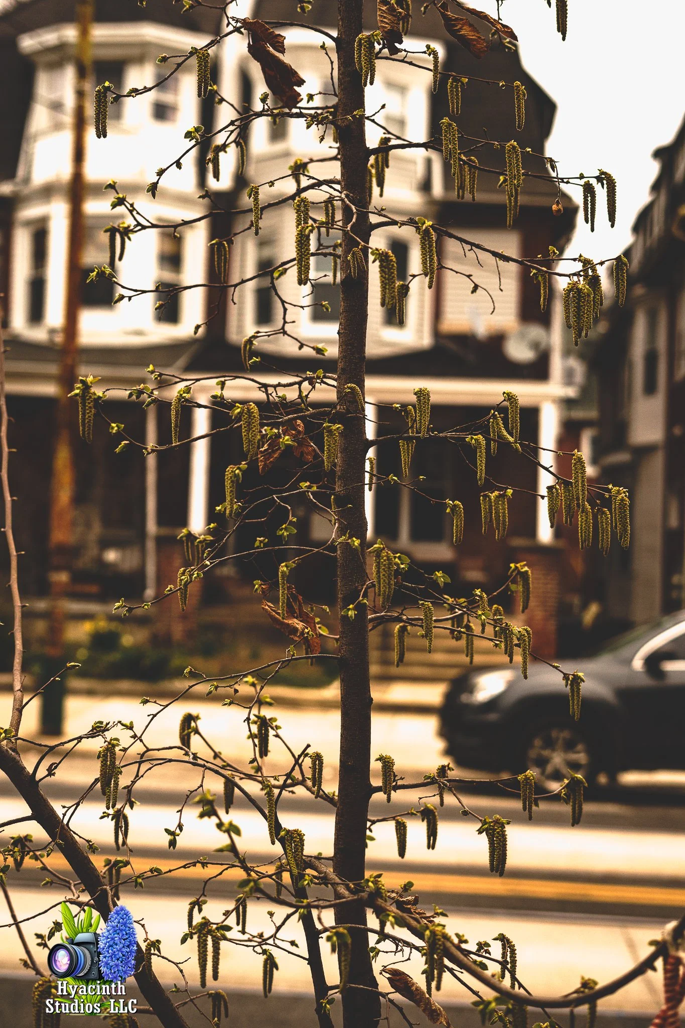 hyacinthstudiosllc-bronxphotowalk-springhill-22.jpg