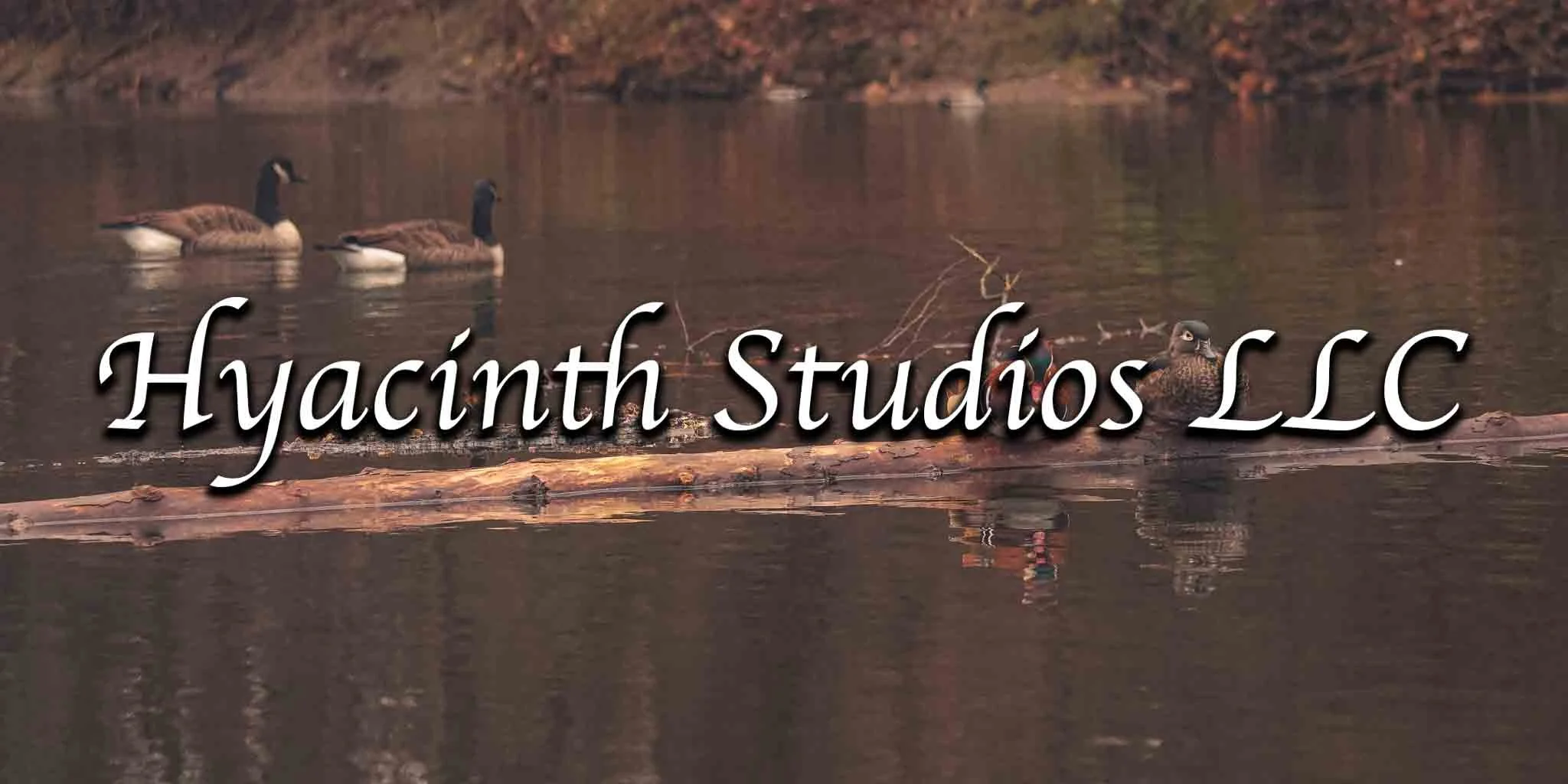 hyacinthstudiosllc-mandarinduck-5.jpg
