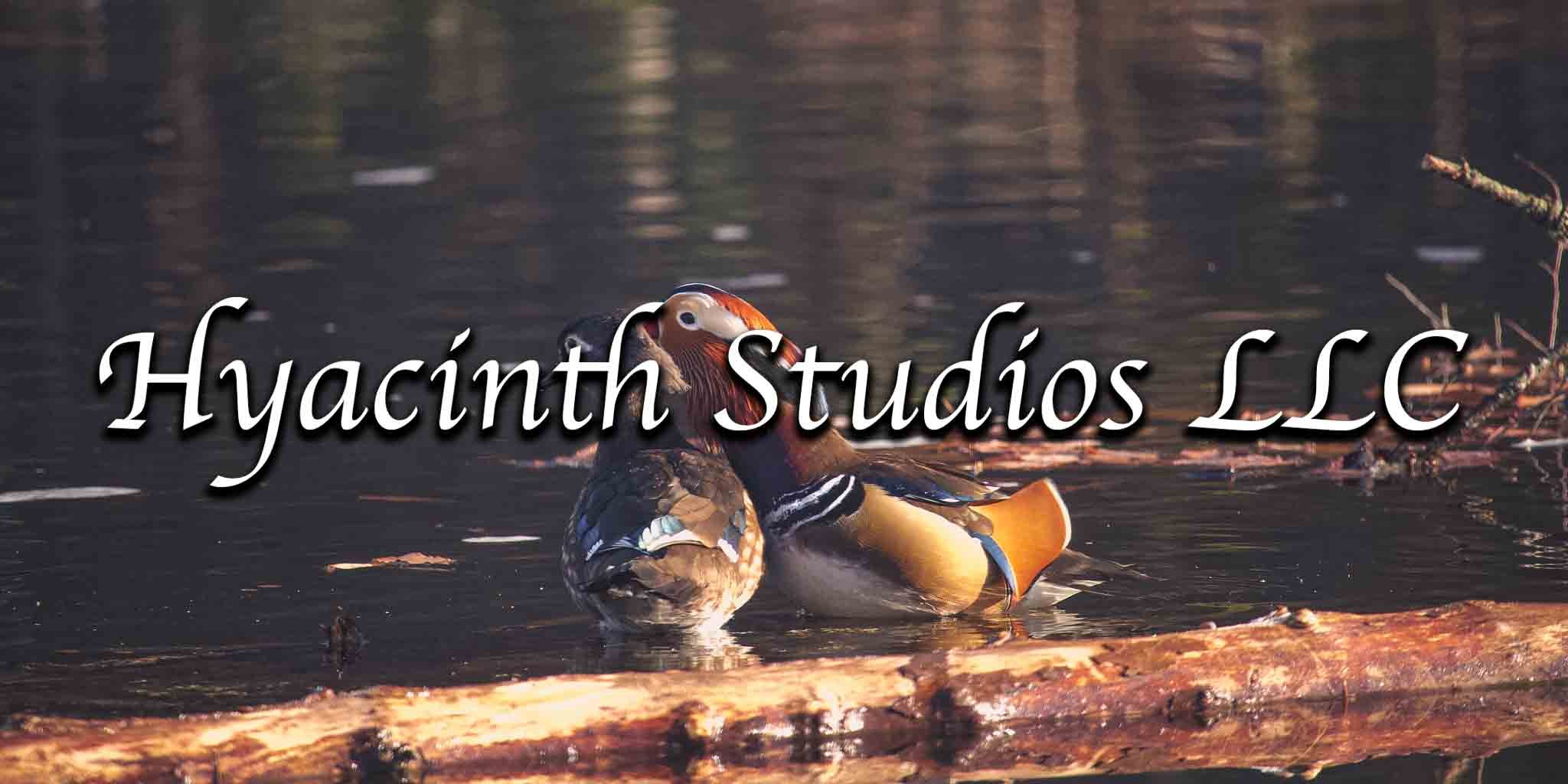 hyacinthstudiosllc-mandarinduck-6.jpg