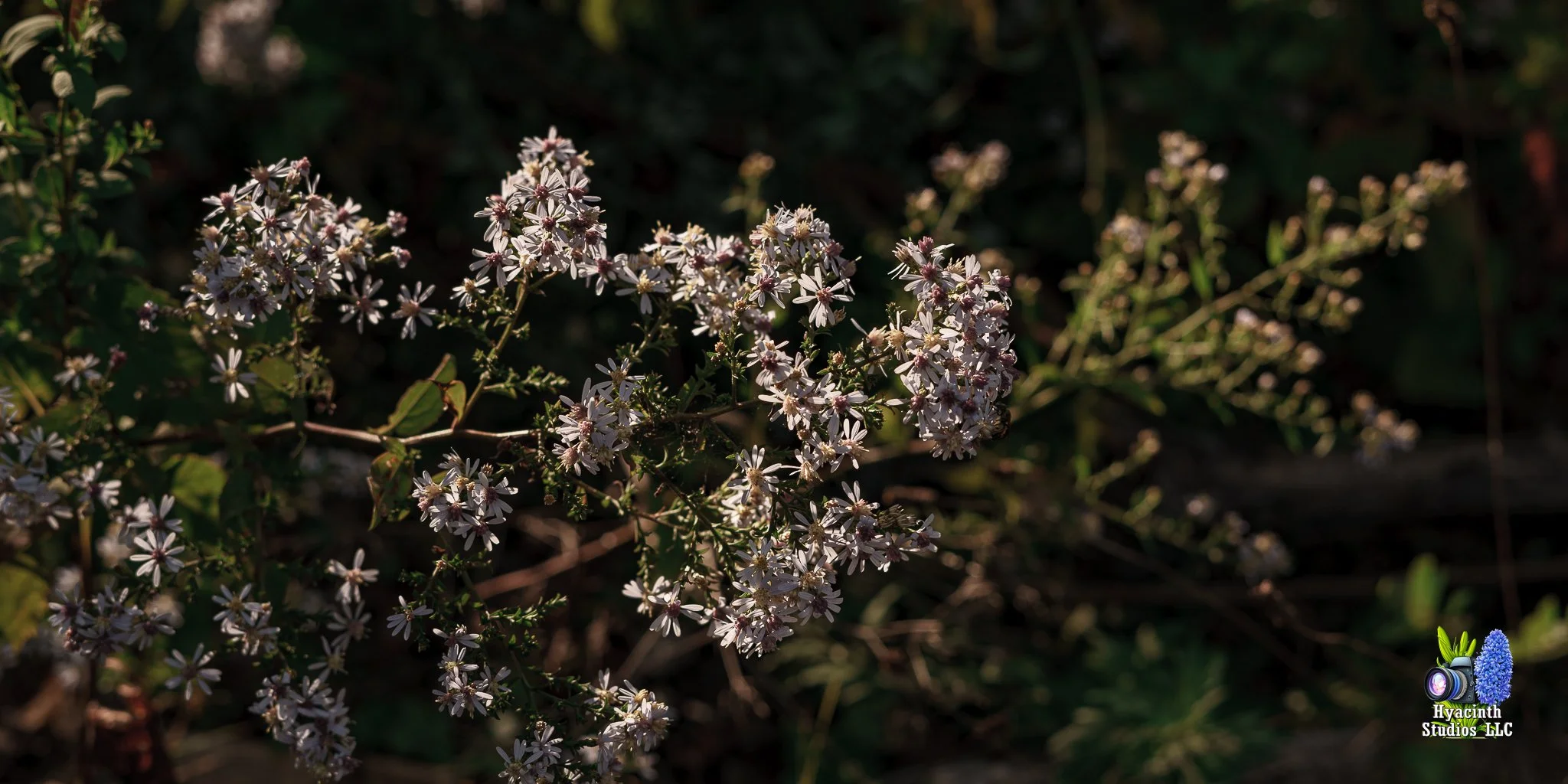 hyacinthstudiosllc-naturebatch-15.jpg