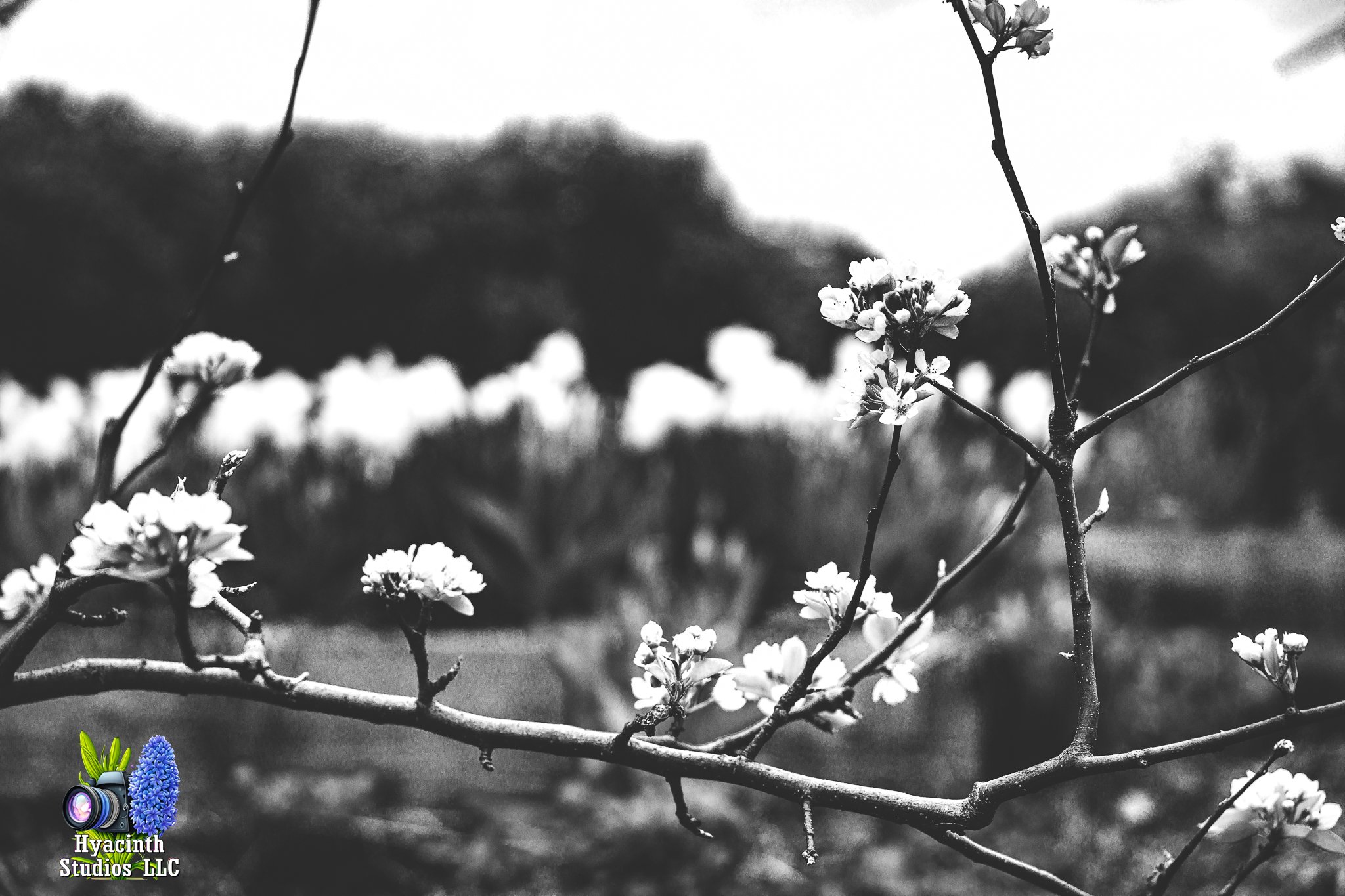 hyacinthstudiosllc-bronxphotowalk-springhill-12.jpg