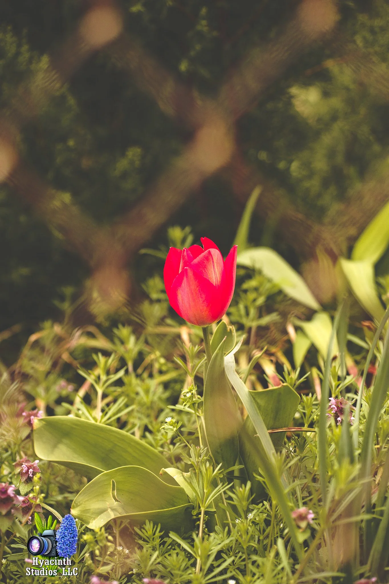 hyacinthstudiosllc-bronxphotowalk-springhill-11.jpg