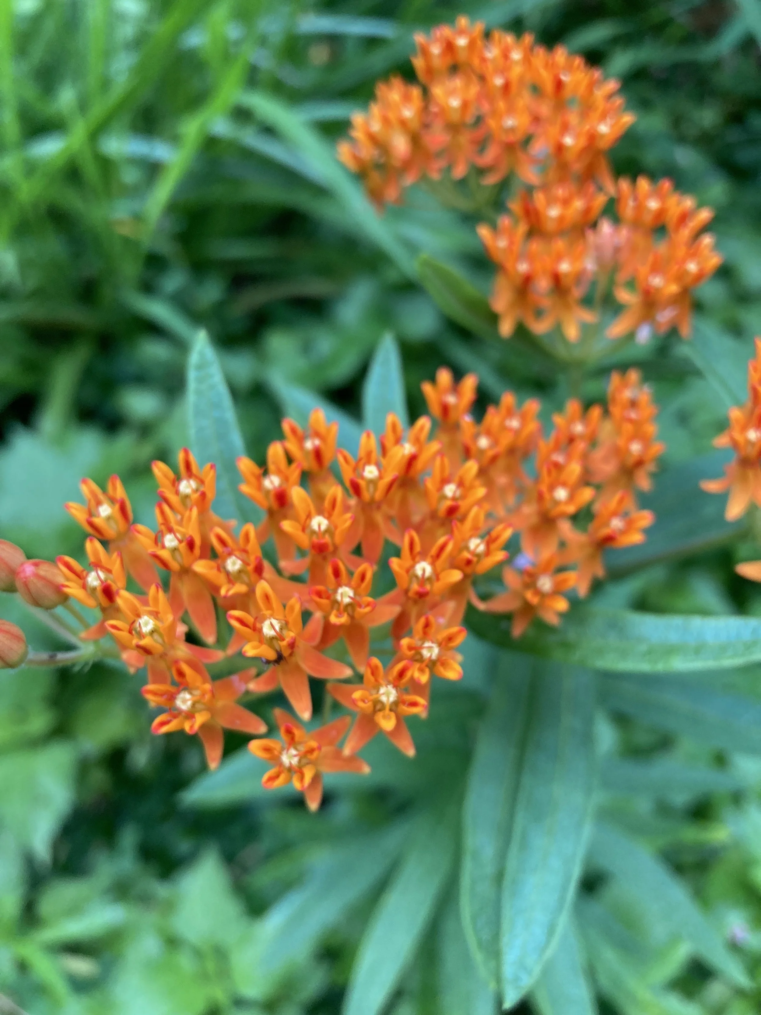 Butterfly weed blooming.jpg
