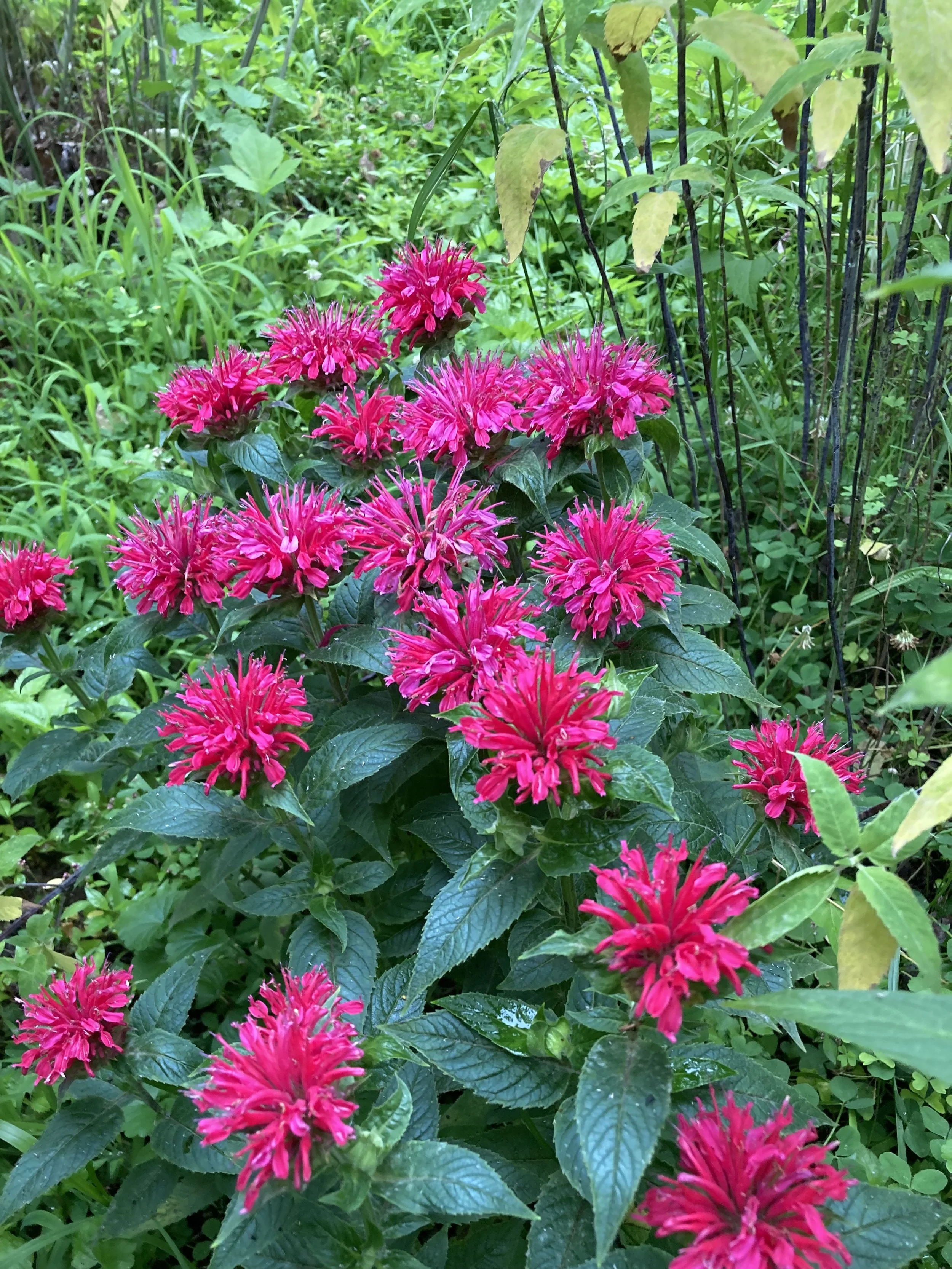 Bee balm blooming.jpg