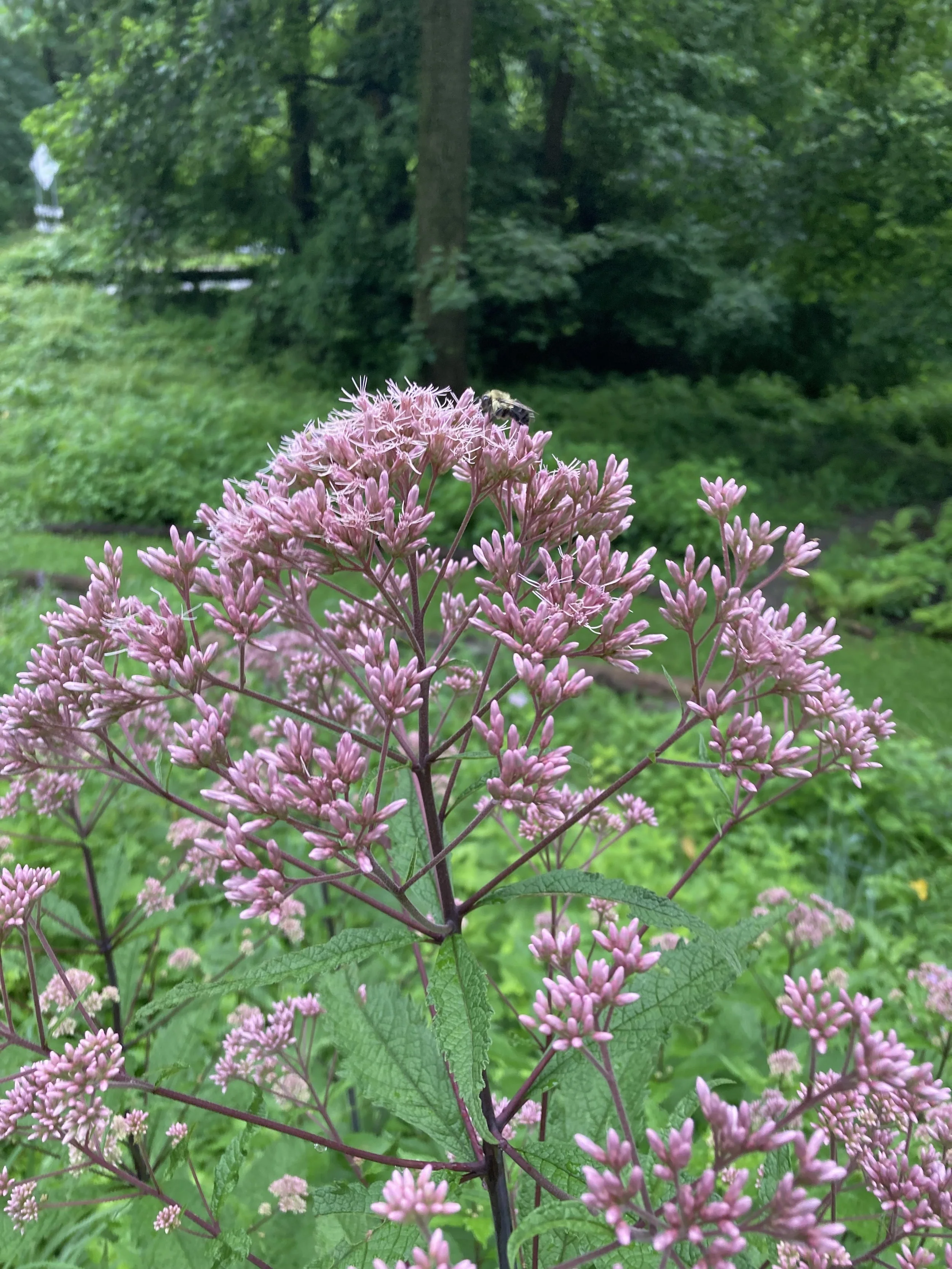 Joe-pye weed flowers Cresheim meadow.jpg
