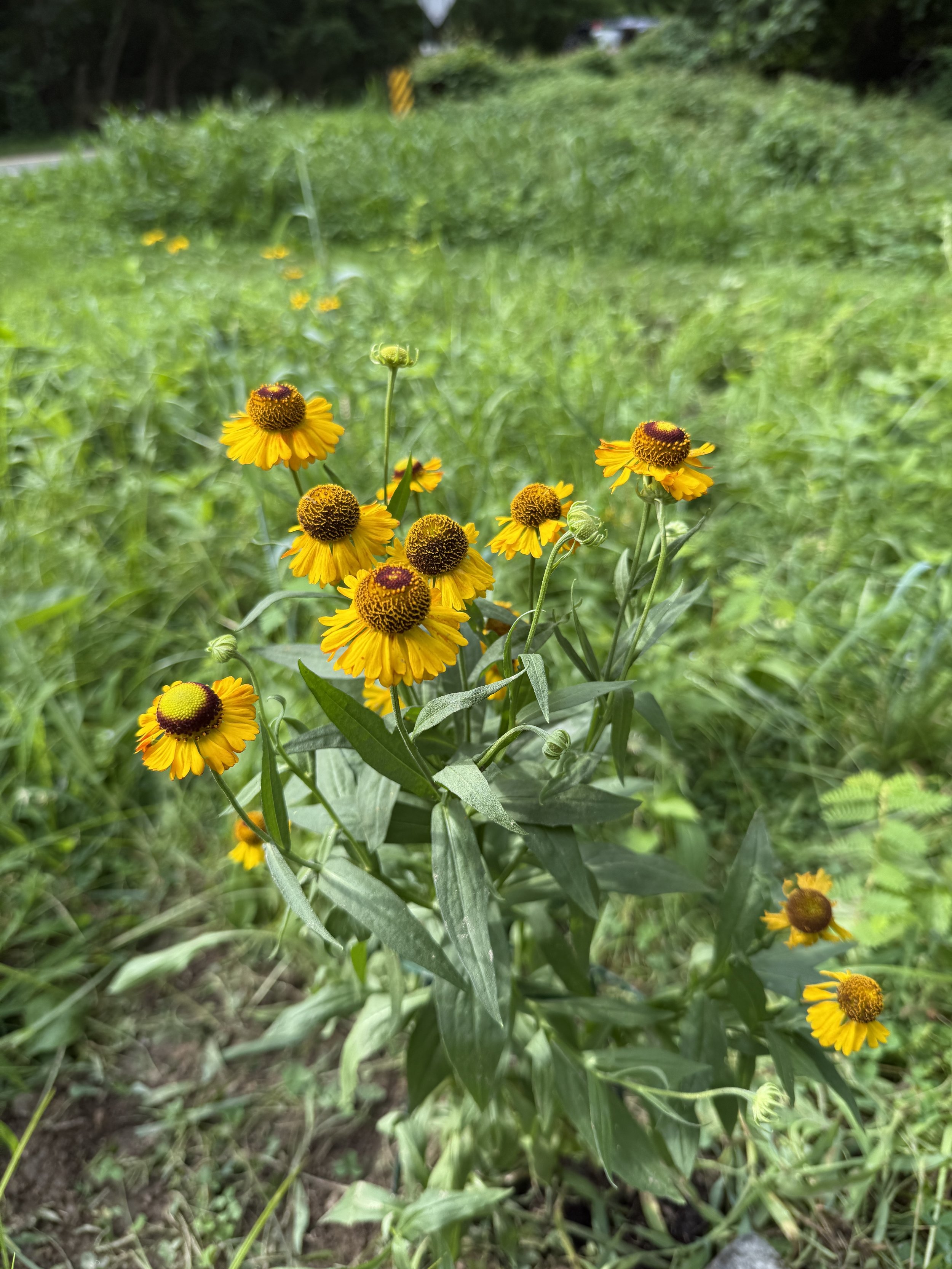 Sneezeweed Cresheim meadow.JPG