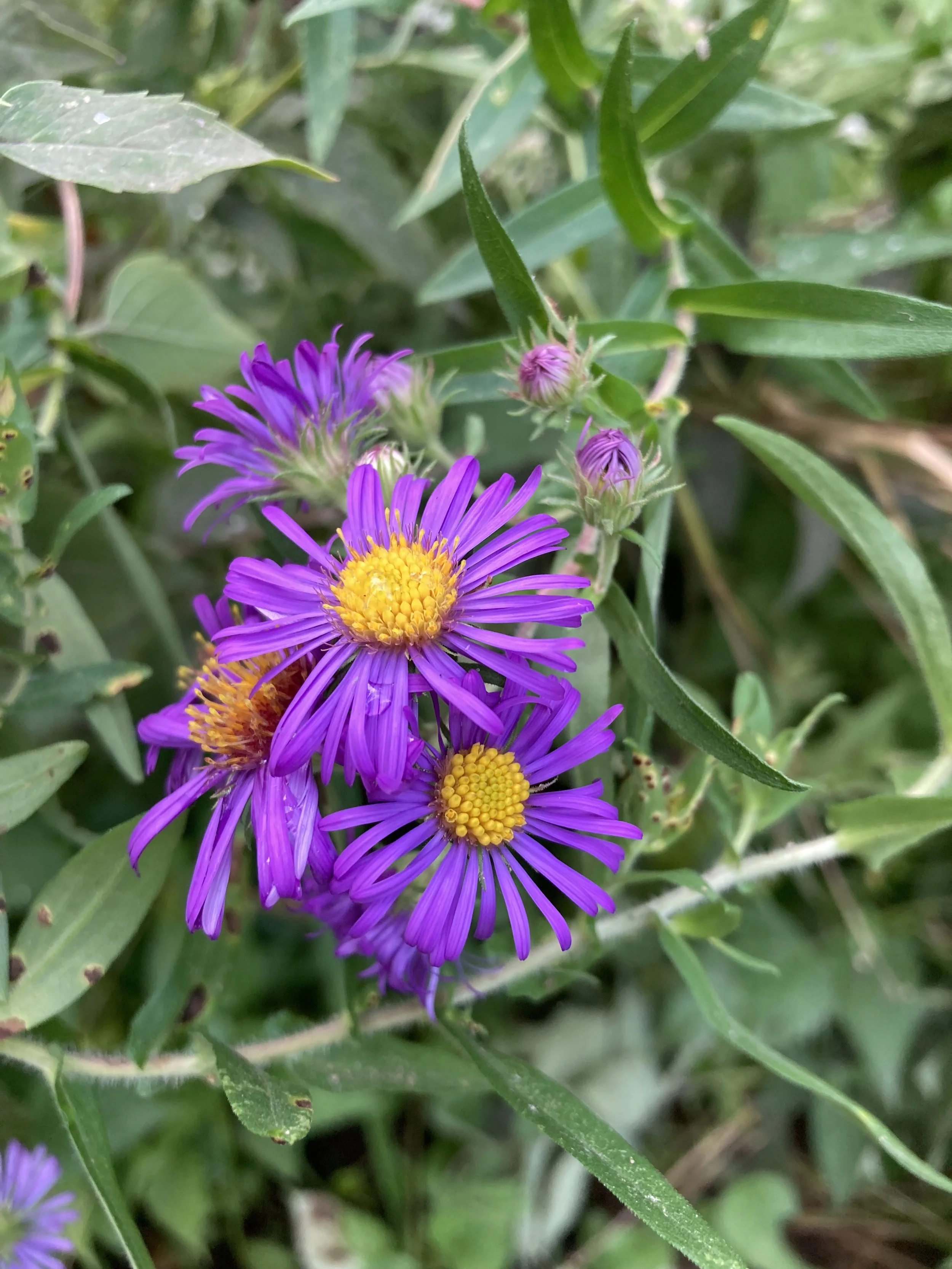 Aster Cresheim meadow.jpg