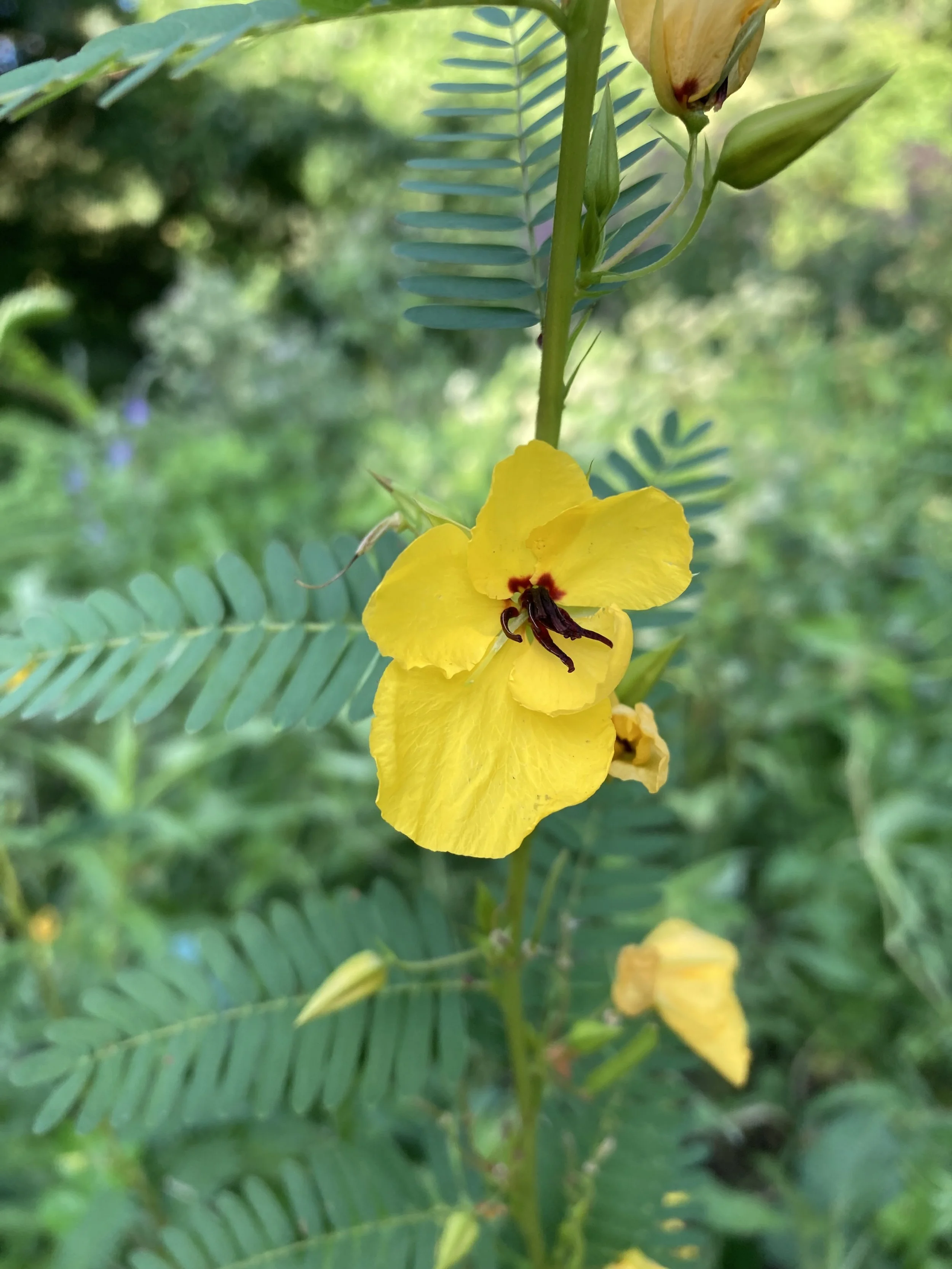 Partridge pea flower close up.jpg