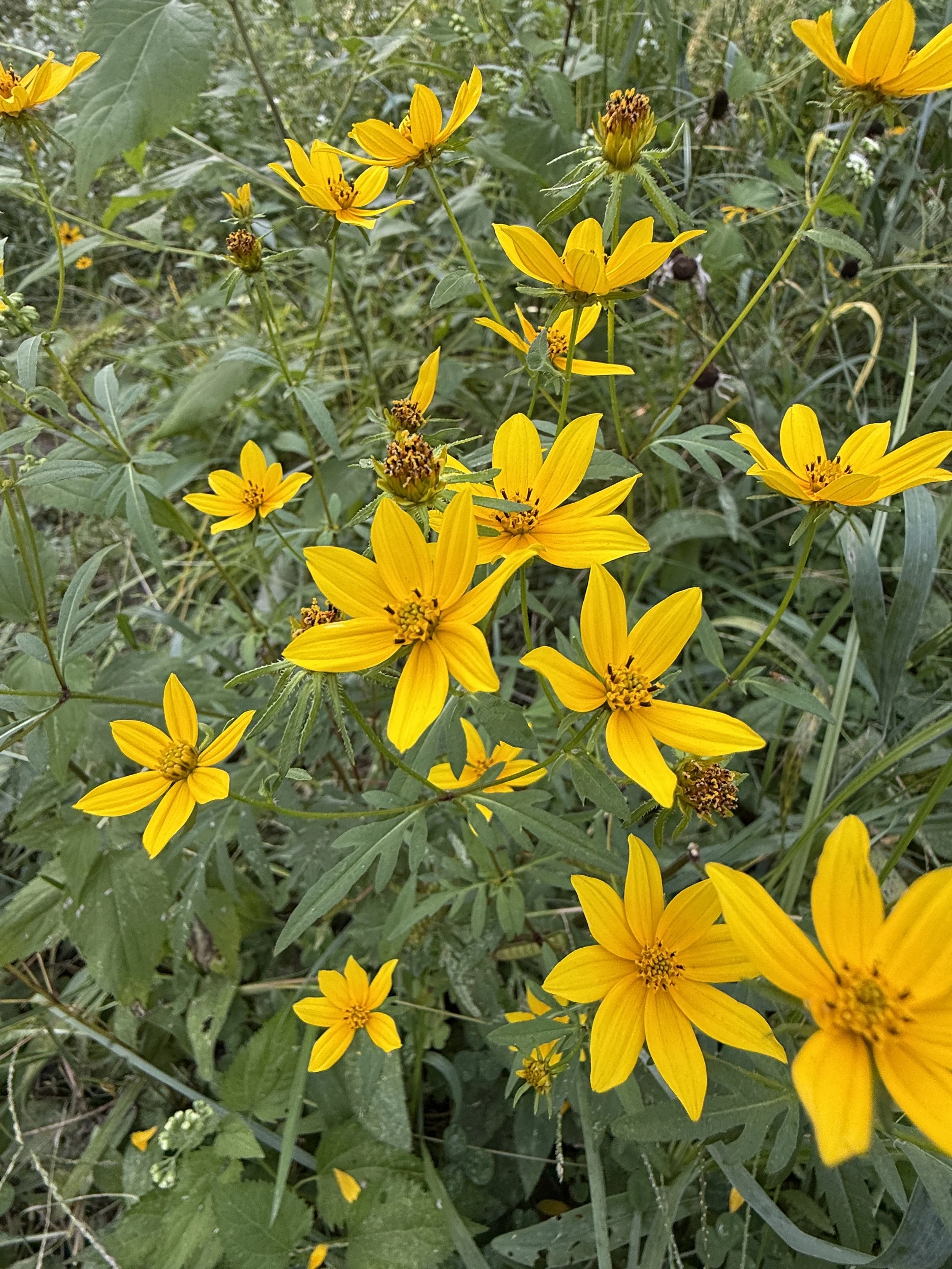 Bearded beggarticks Cresheim meadow.JPG