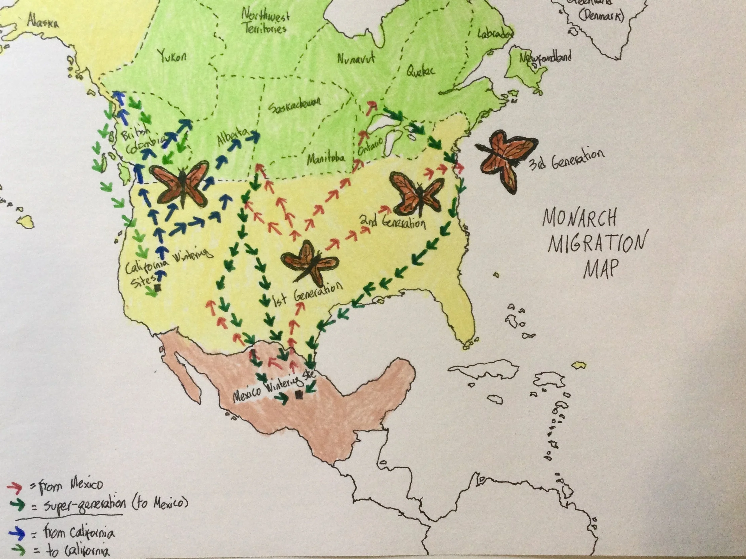 Monarch Migration Graph Tracking The Monarch Migration – SIKY