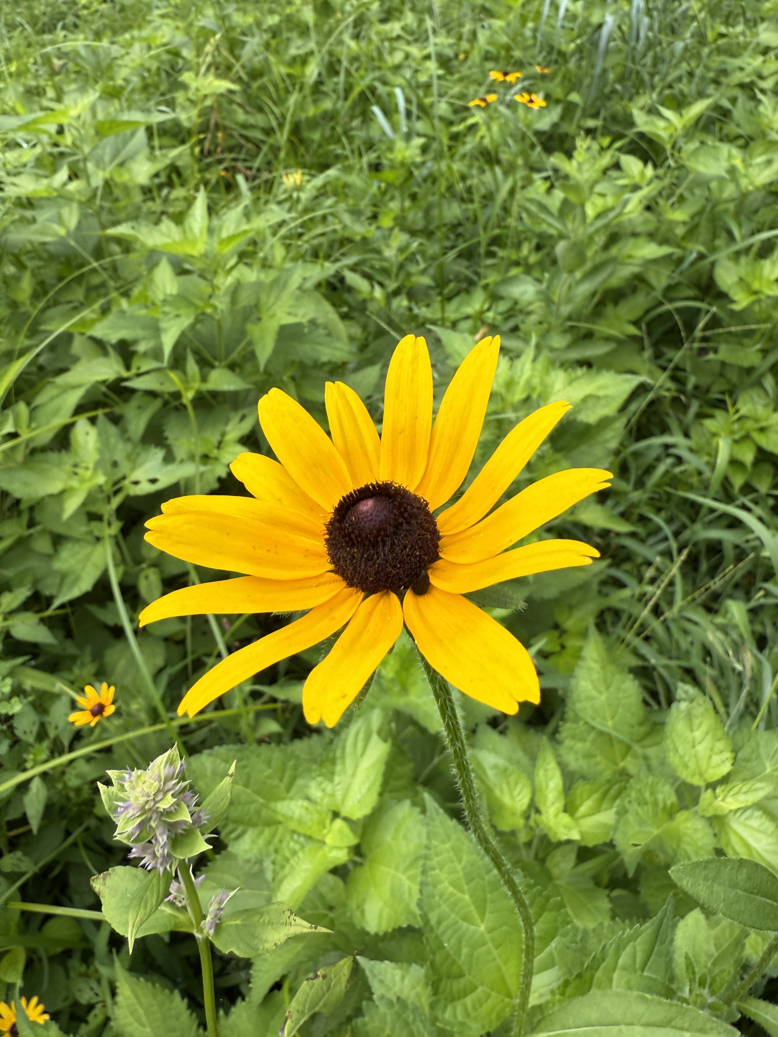 Black-eyed susan Cresheim meadow copy.JPG