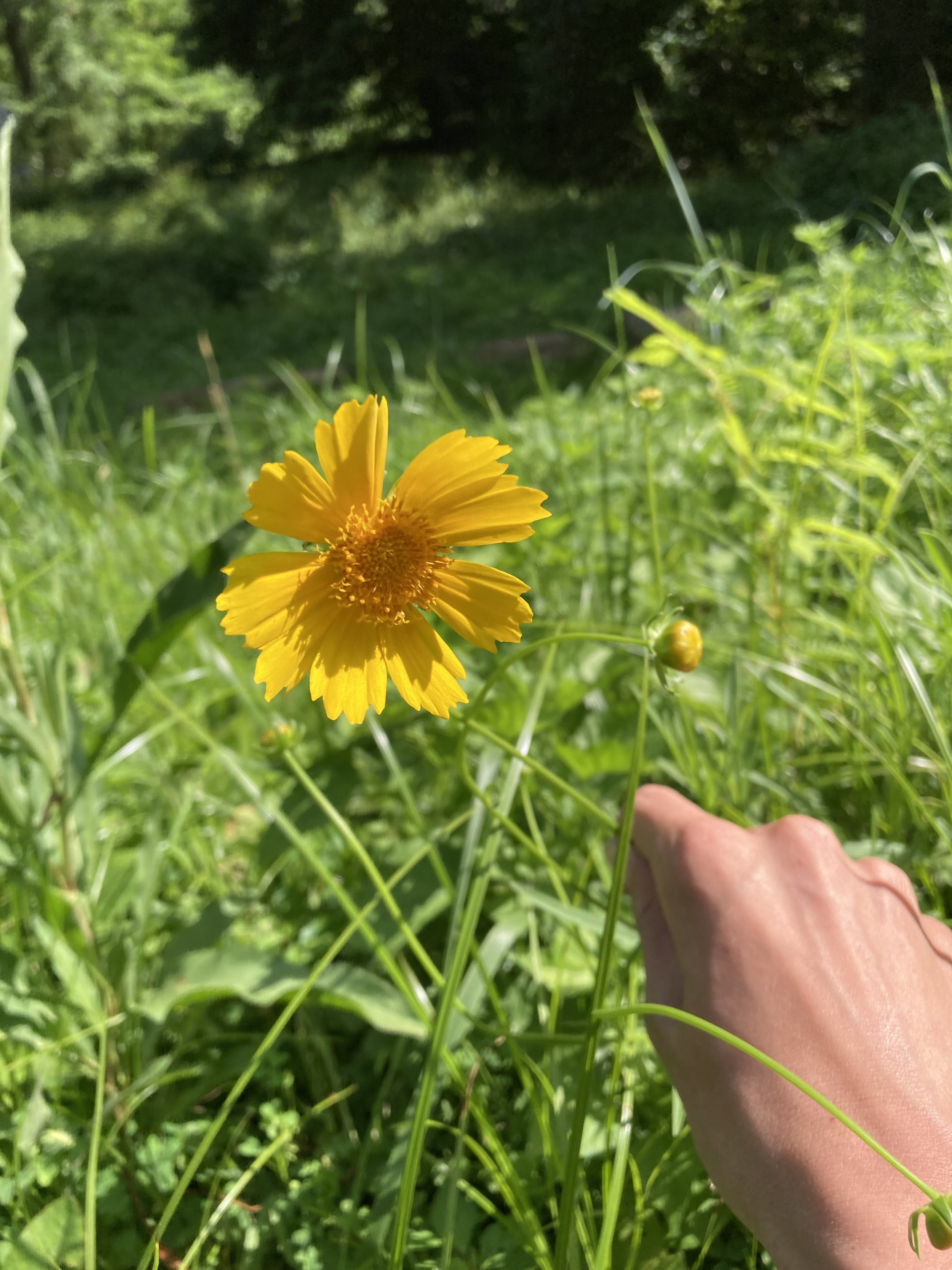 Lanceleaf coreopsis .jpg